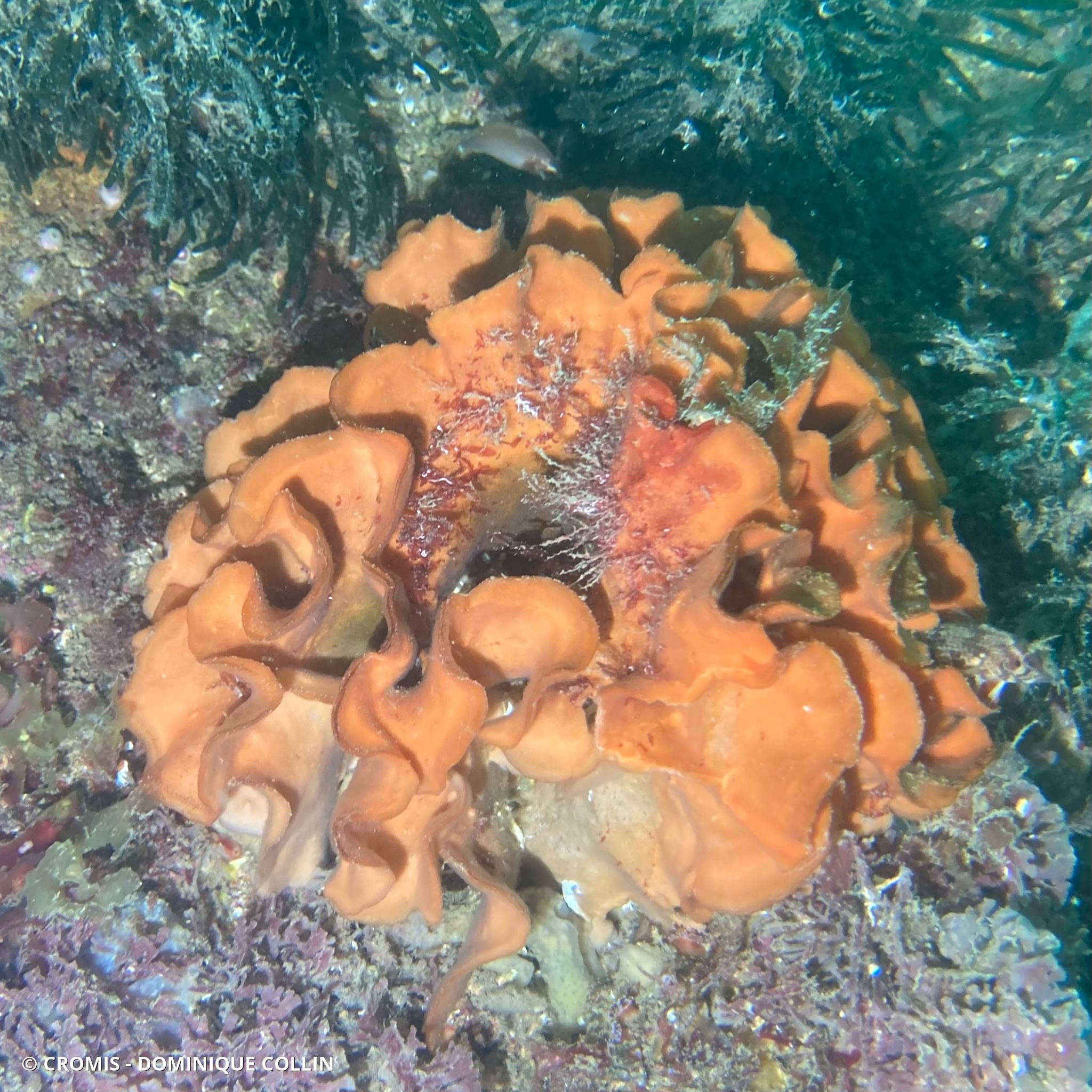 Rose de mer atlantique