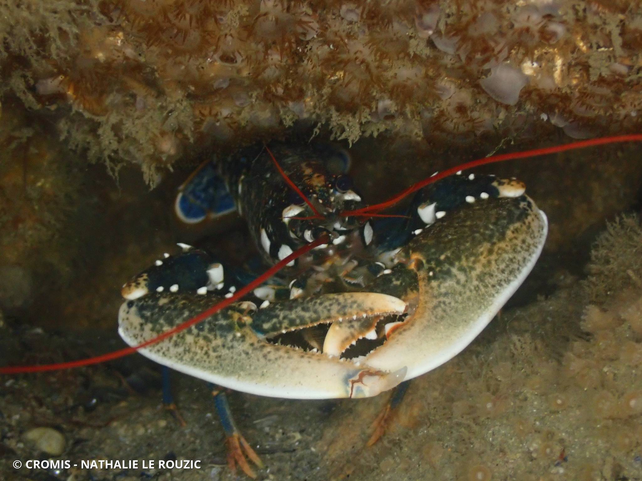 Homard européen