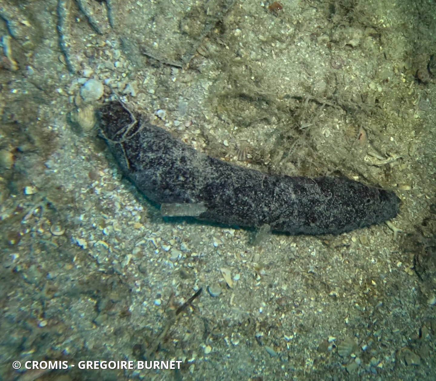 Holothurie tubuleuse