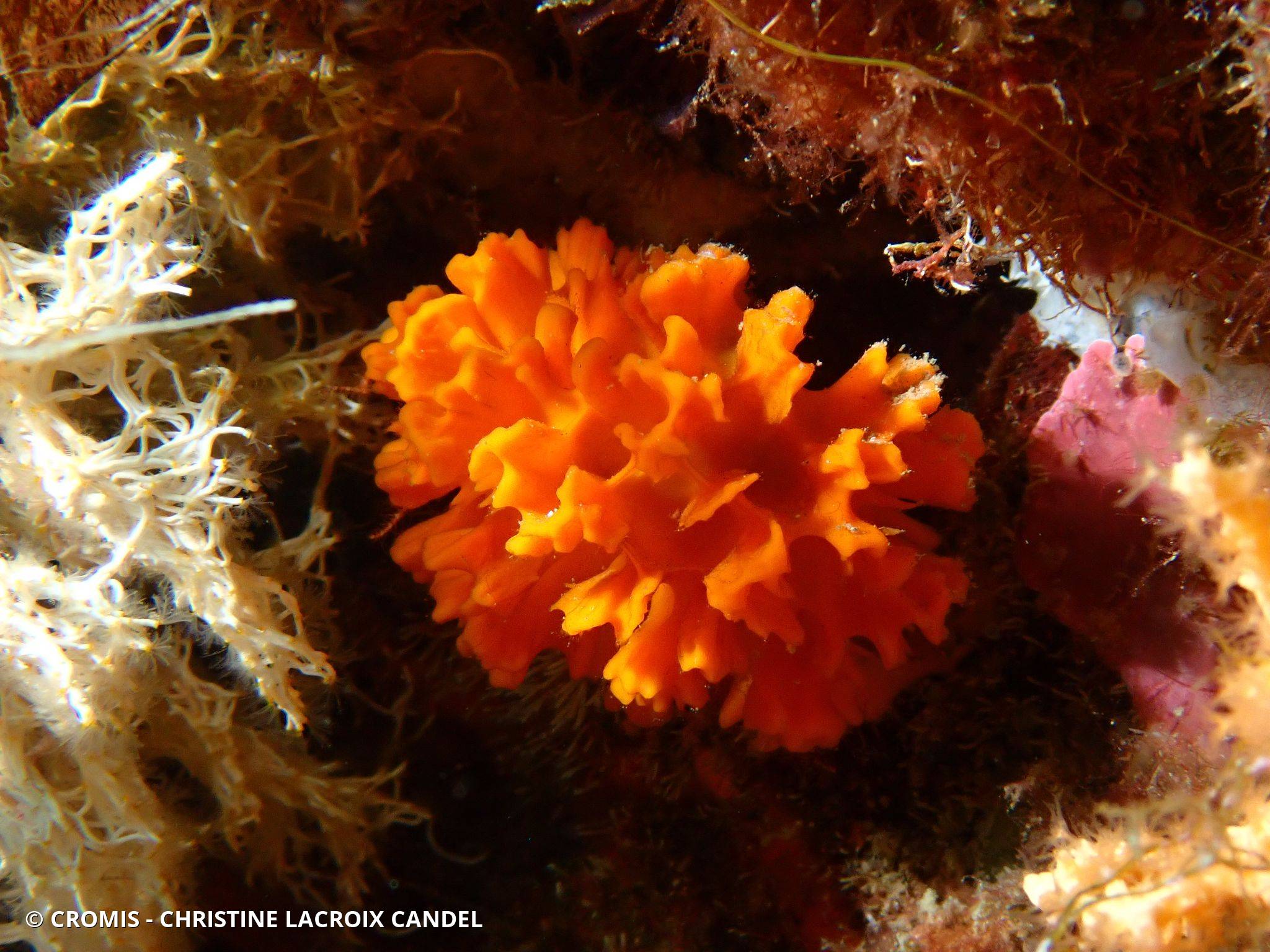 Eponge épineuse orange