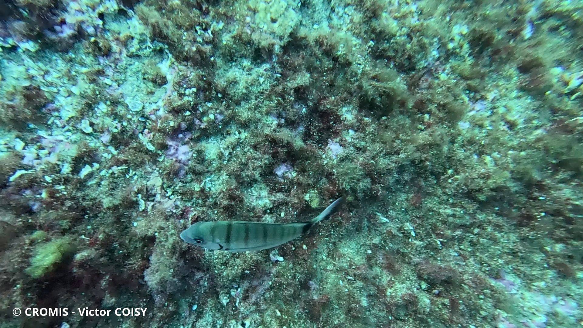 Sar commun de Méditerranée