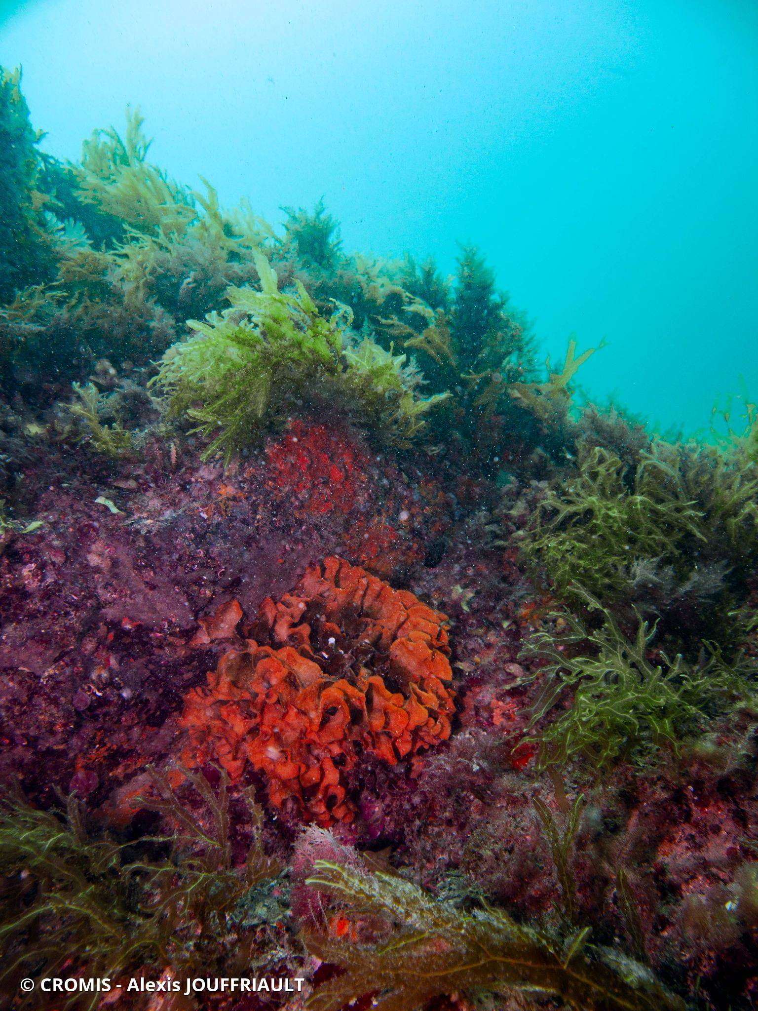 Rose de mer atlantique