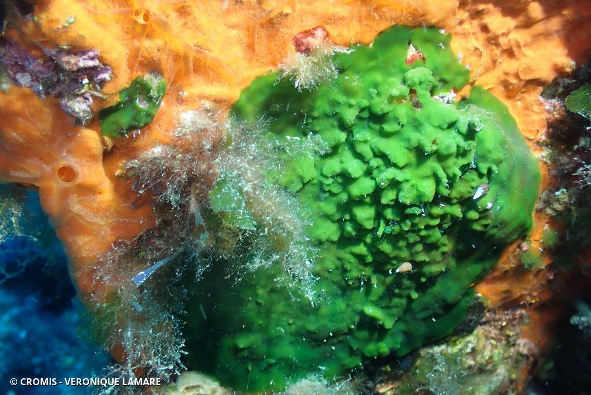 Palmophylle