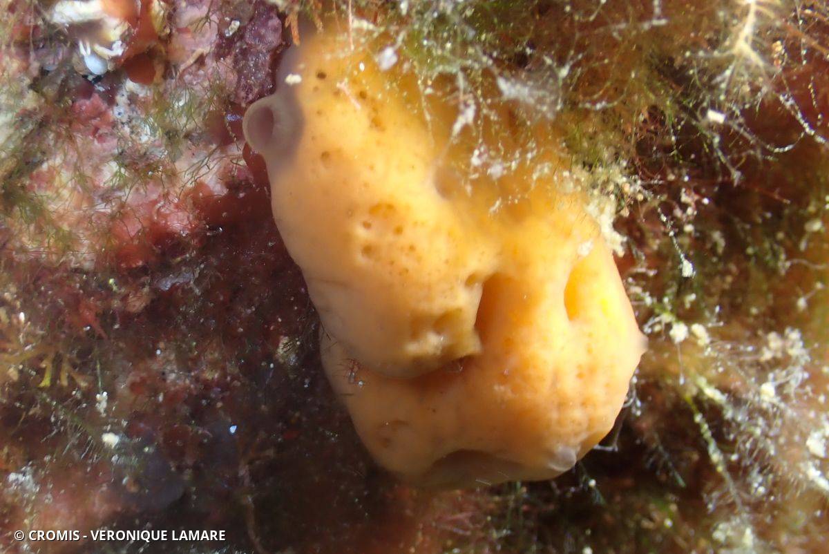 Eponge coussinet orange