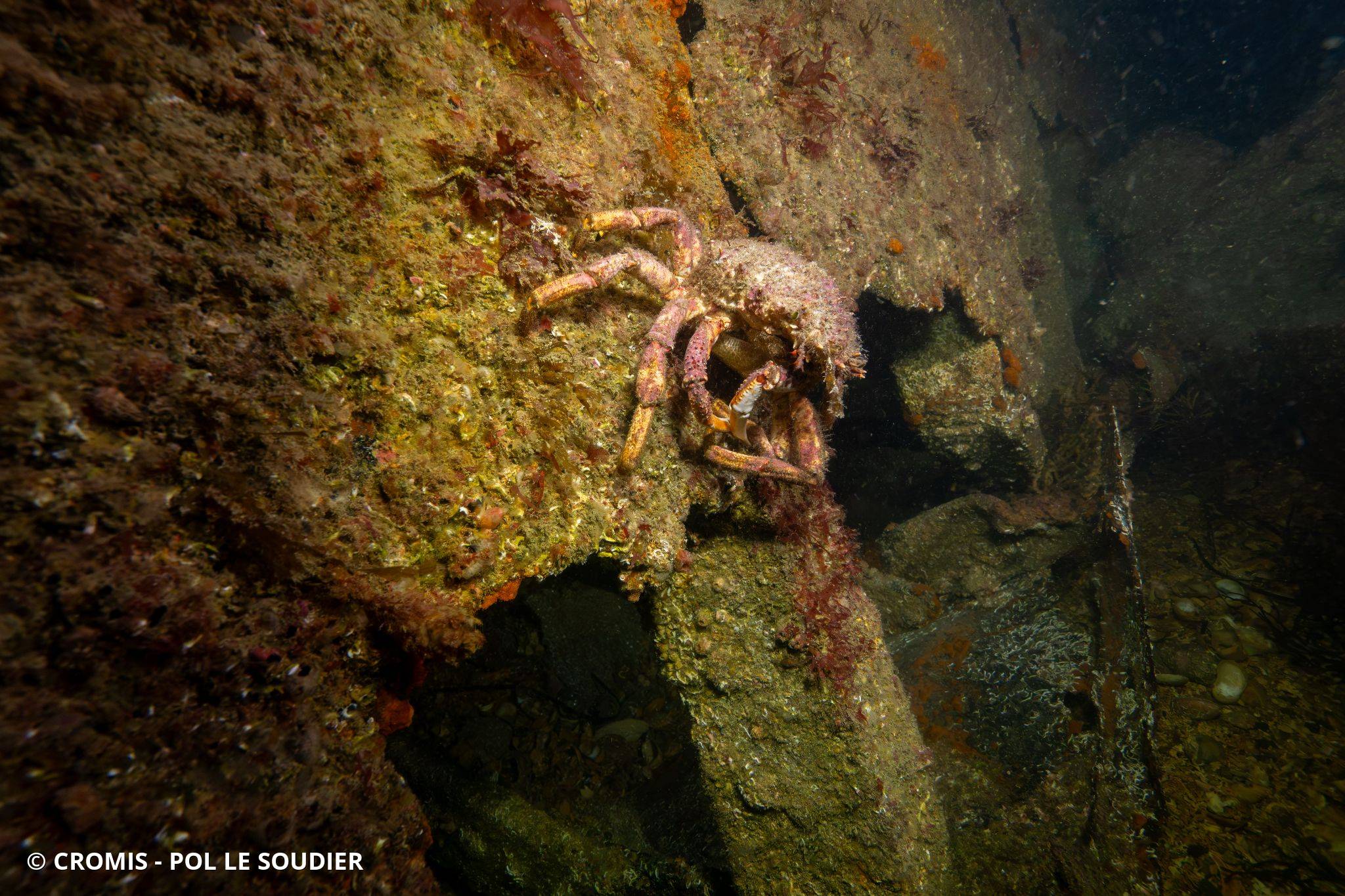 Araignée de mer Atlantique