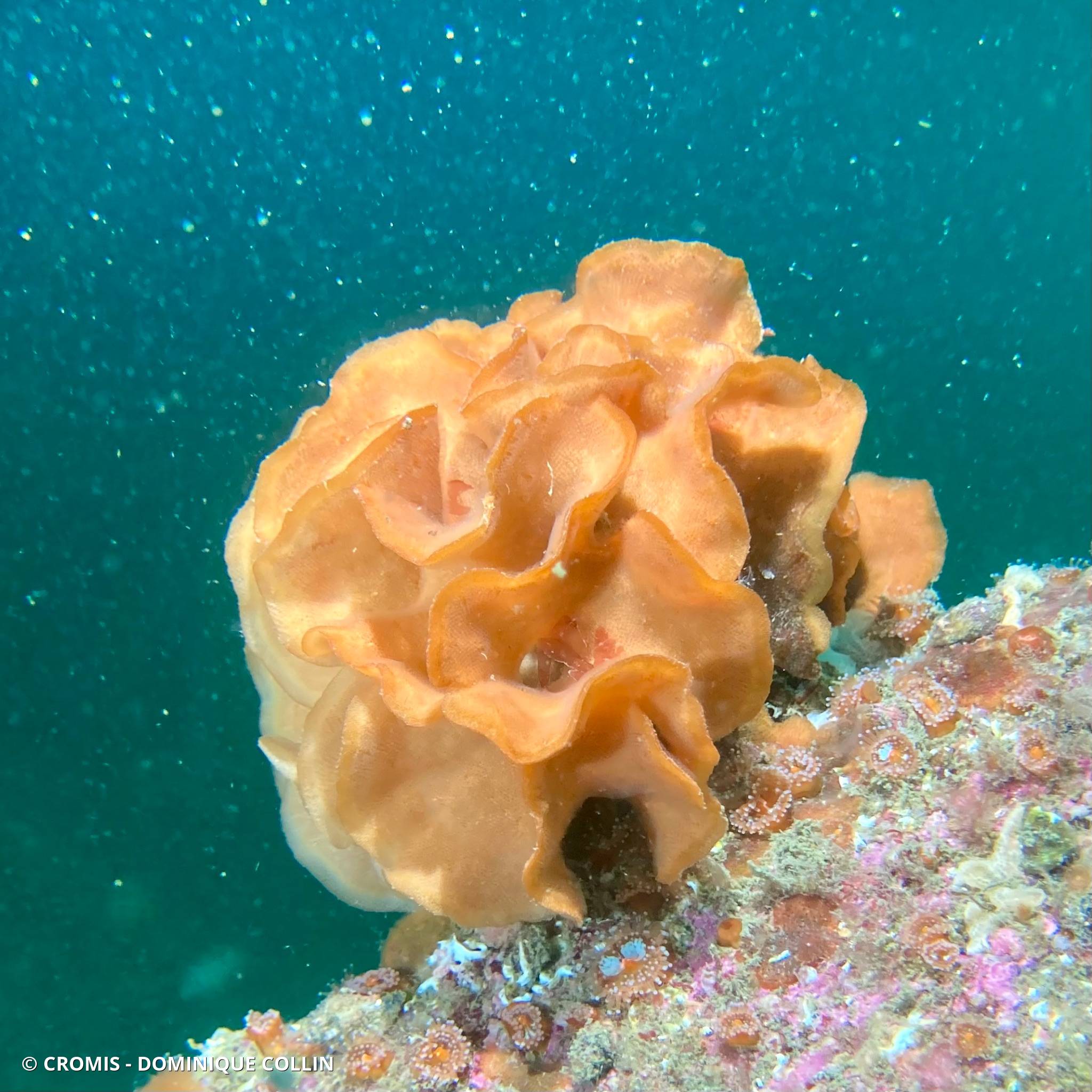 Rose de mer atlantique