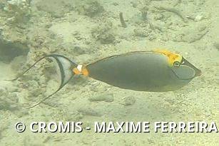 Nason à éperons orange de l'océan Indien