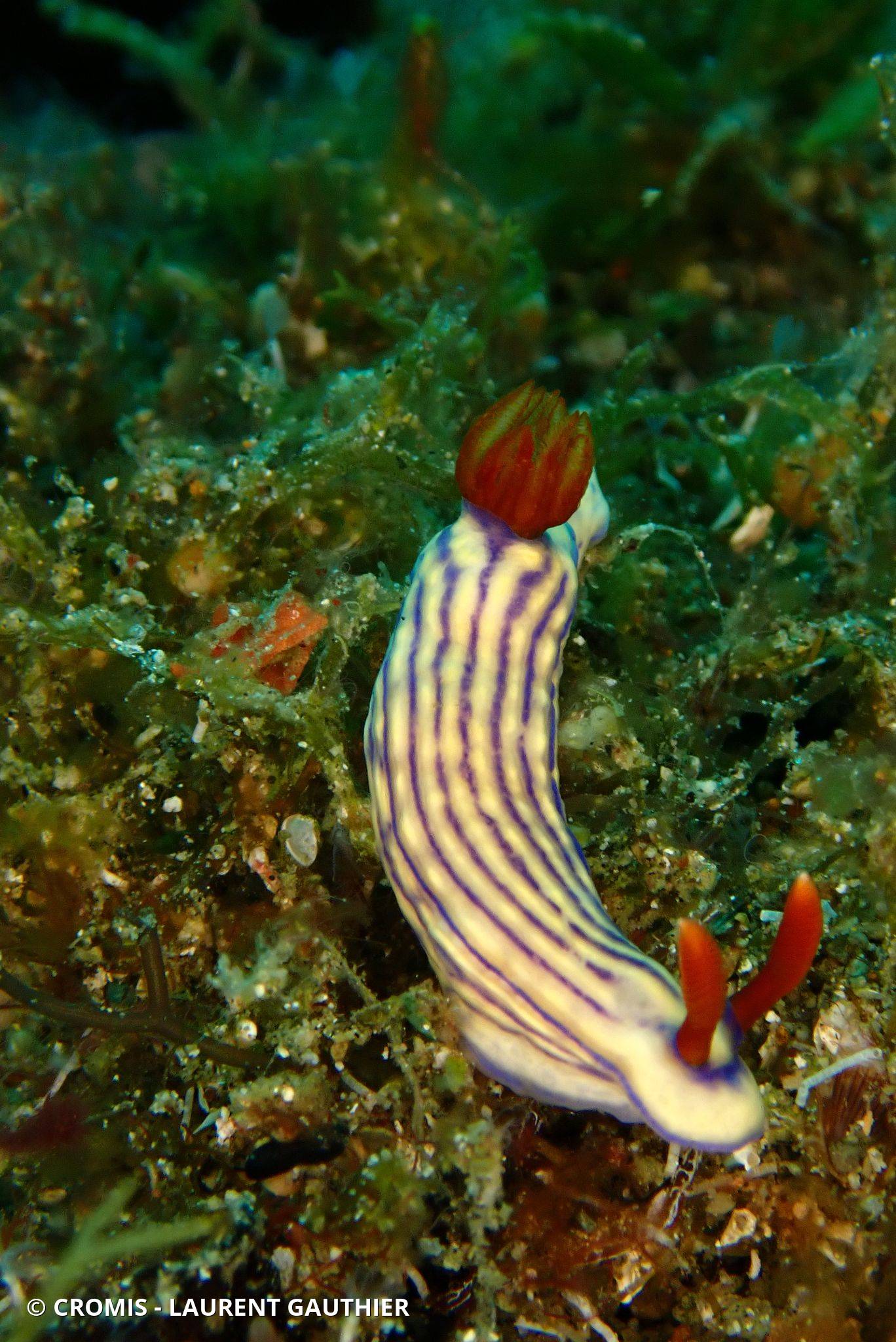 Hypselodoris magnifique