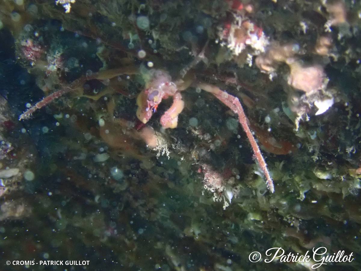 Araignée des anémones