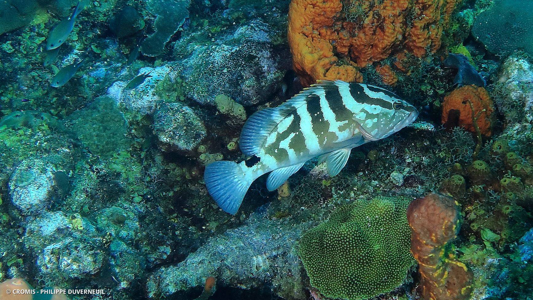 Mérou de Nassau