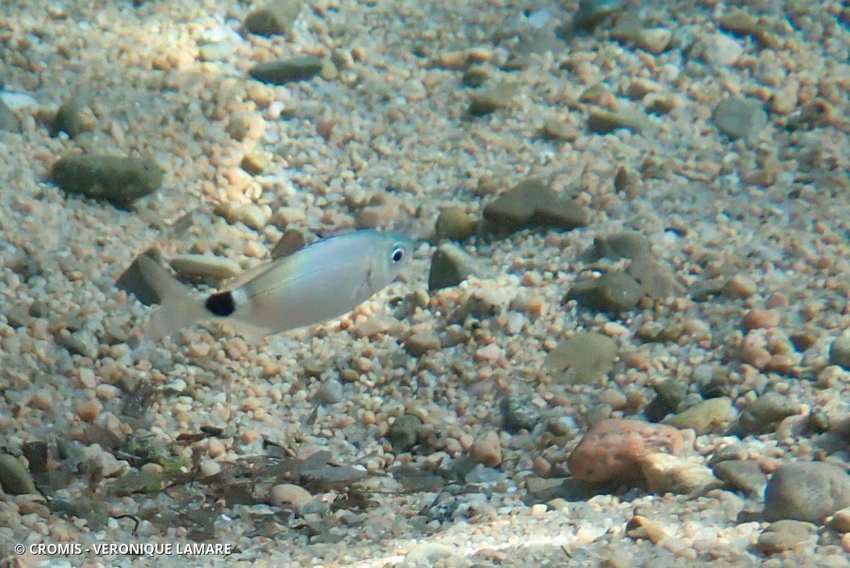 Oblade