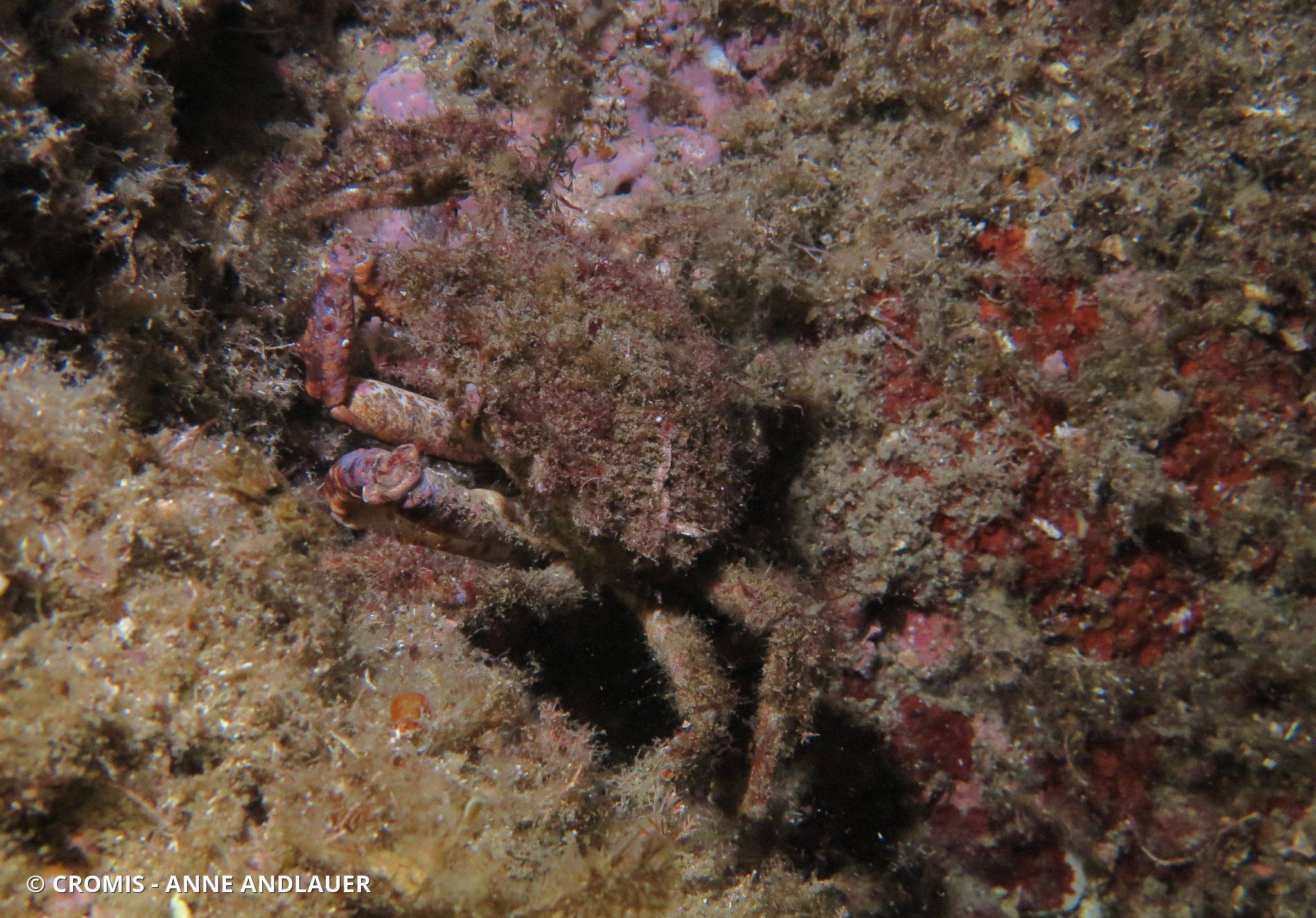 Grande araignée de Méditerranée