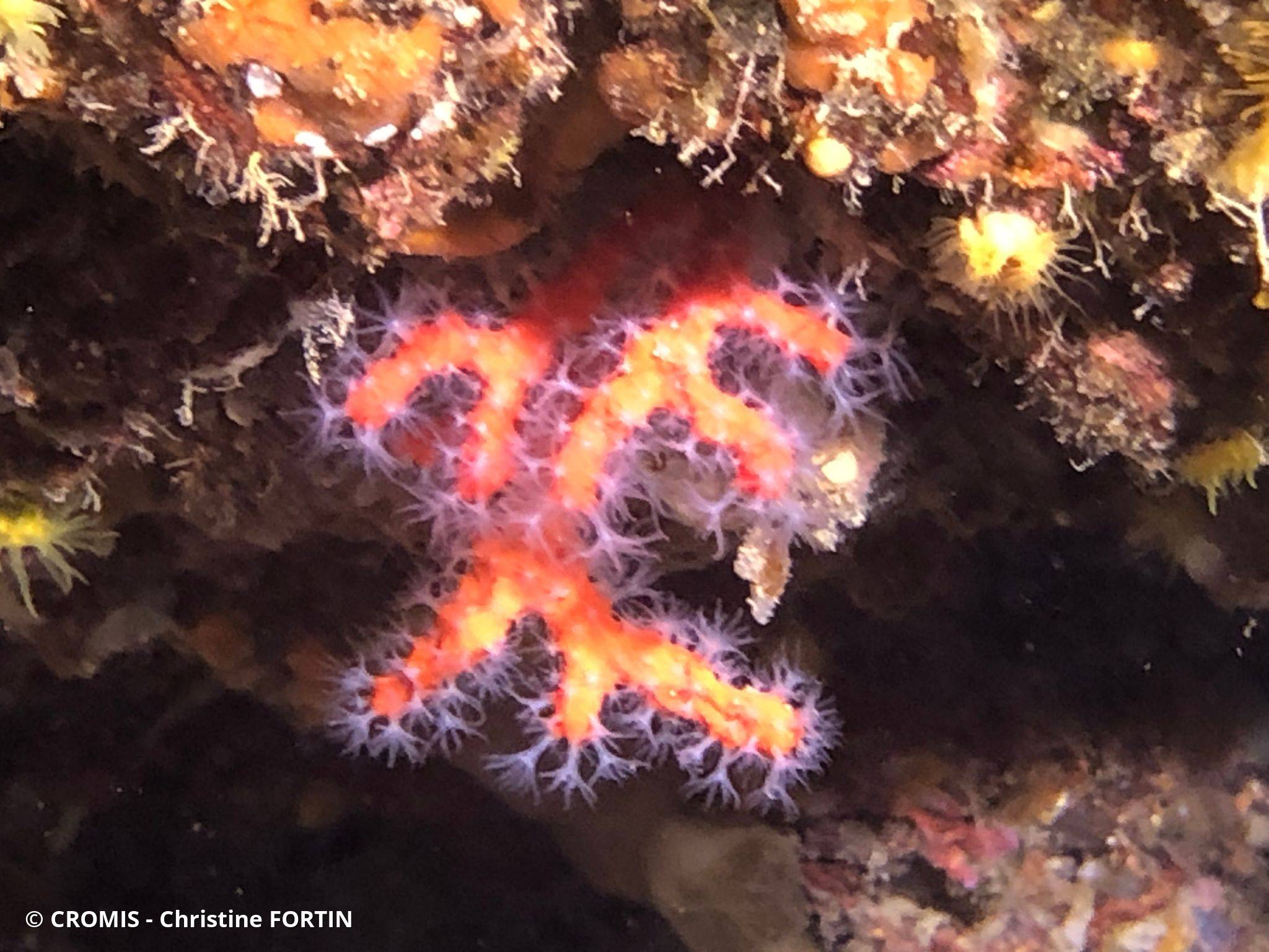 Corail rouge de Méditerranée