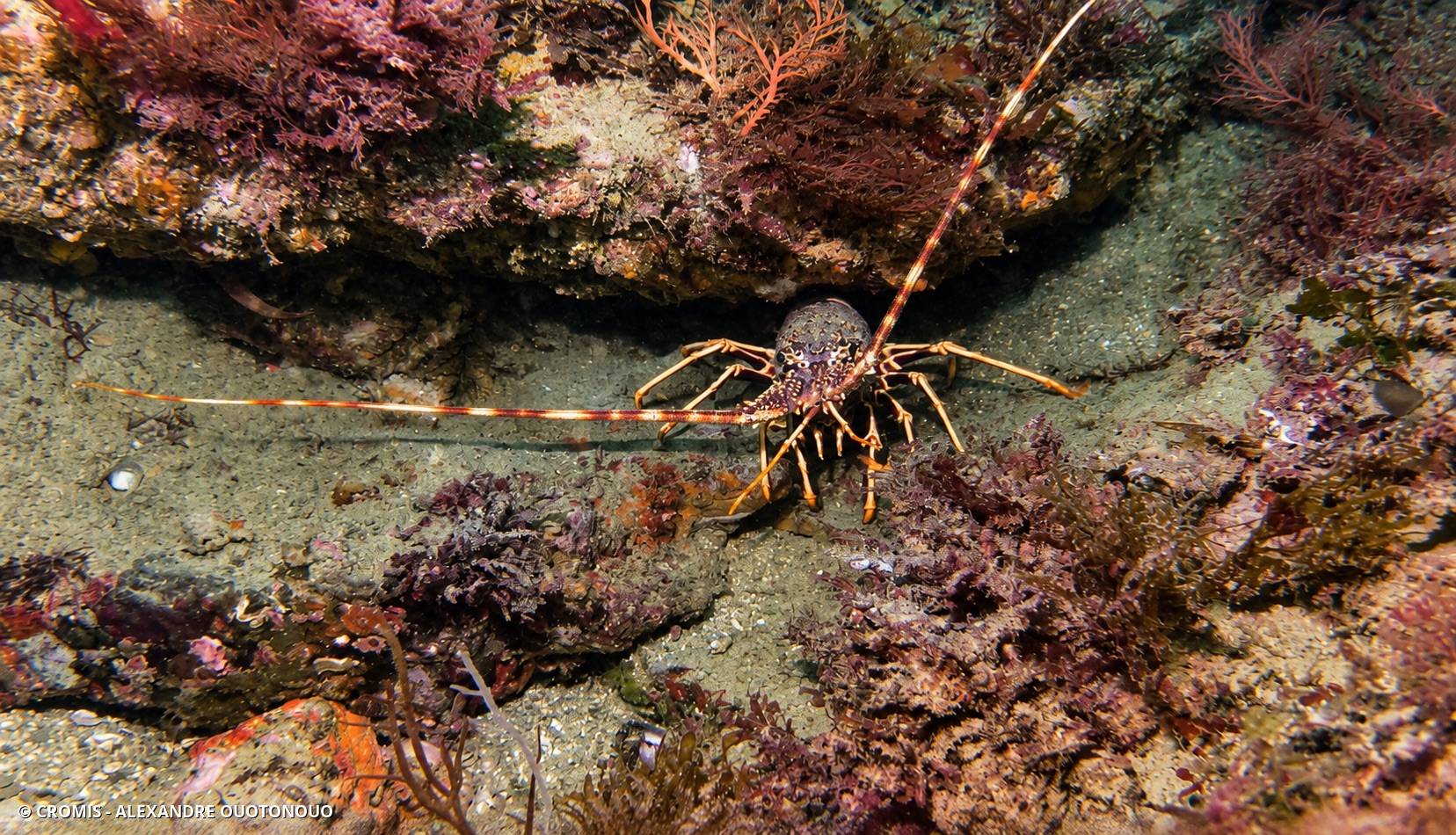 Langouste rouge