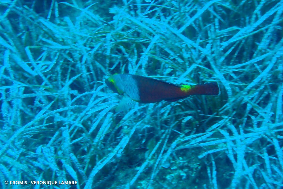 Poisson-perroquet méditerranéen