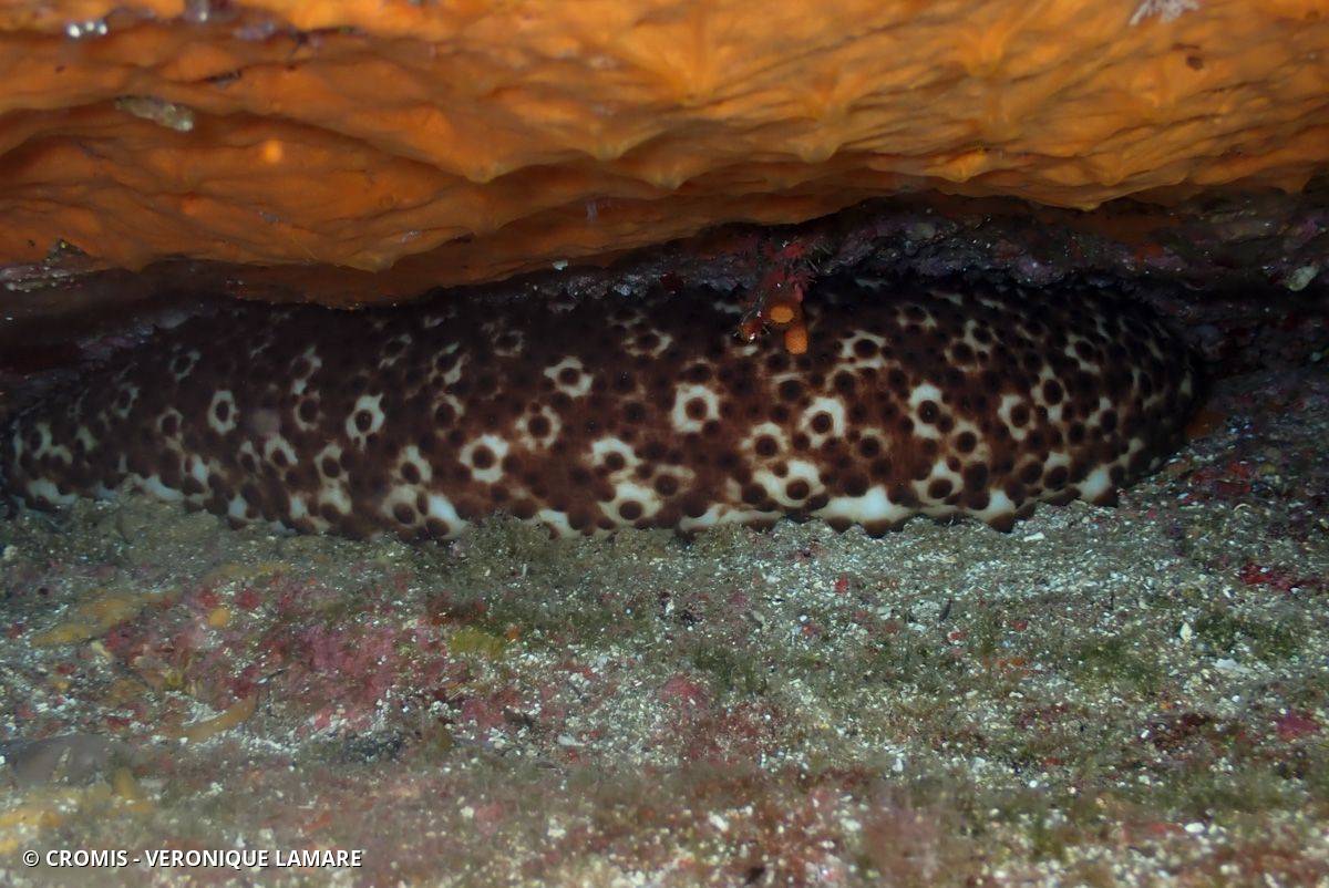 Concombre cracheur marron