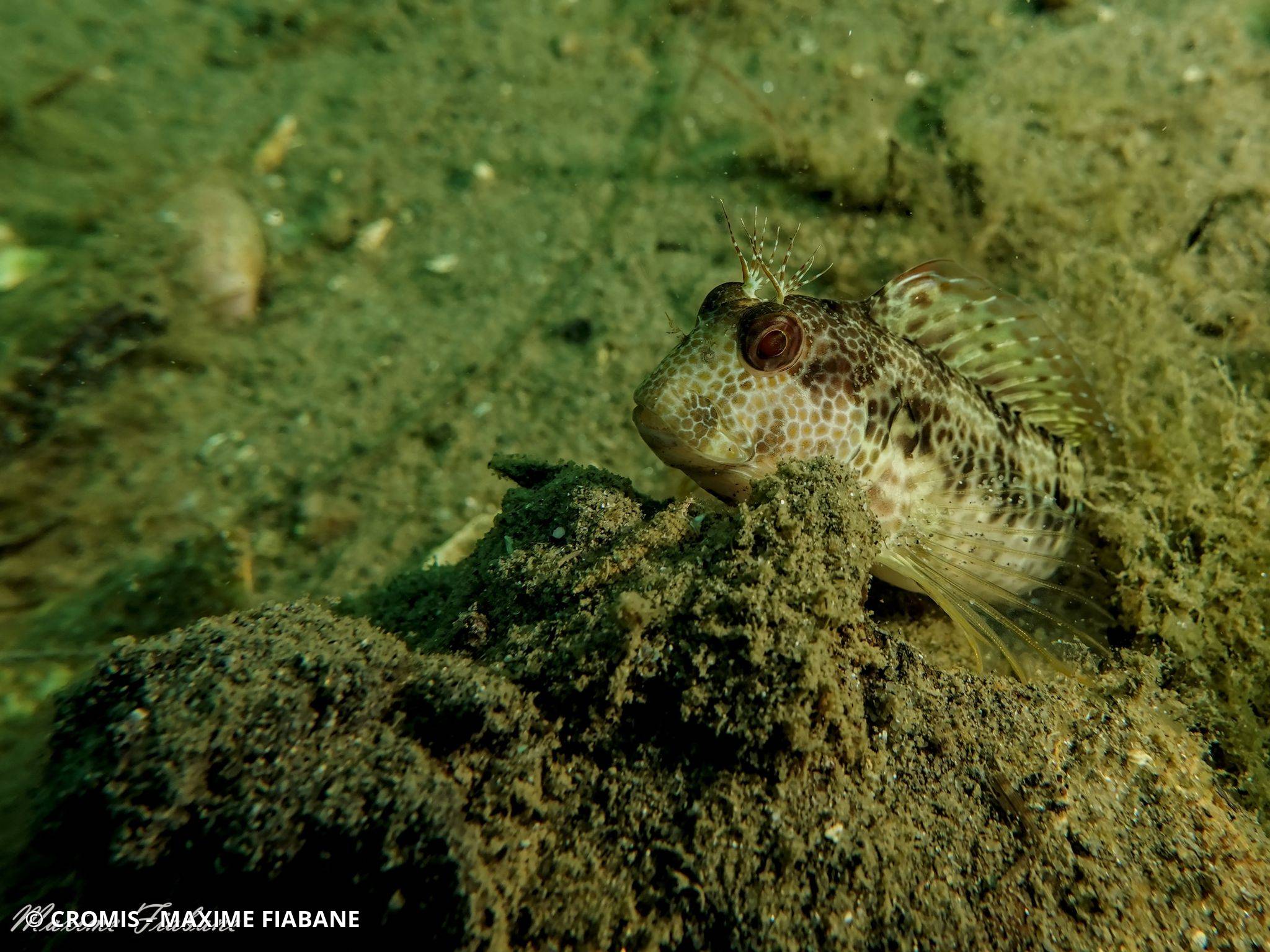 Photo 2 sur 70 : Blennie pilicorne