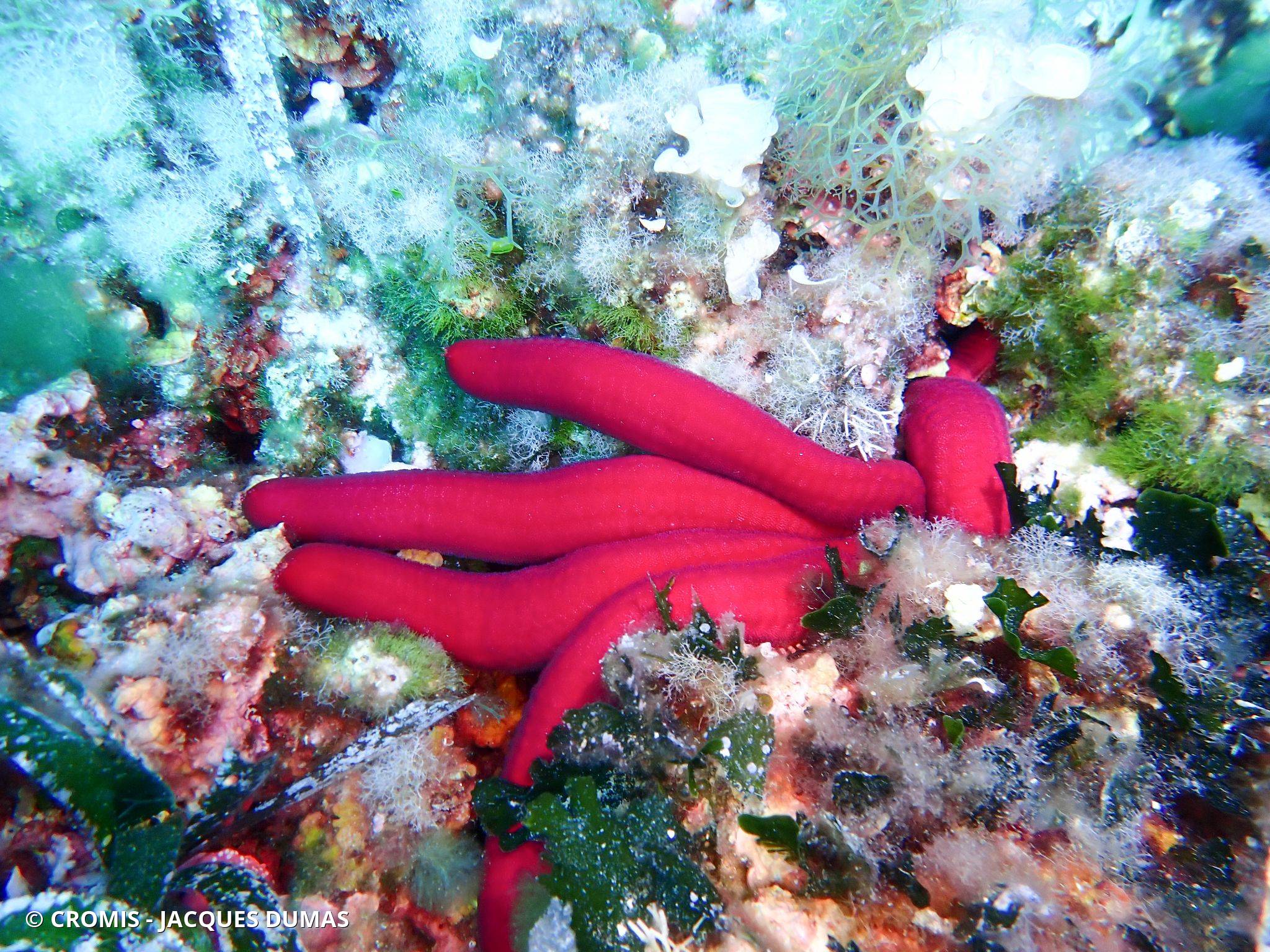 Photo 1 sur 27 : Etoile de mer violette