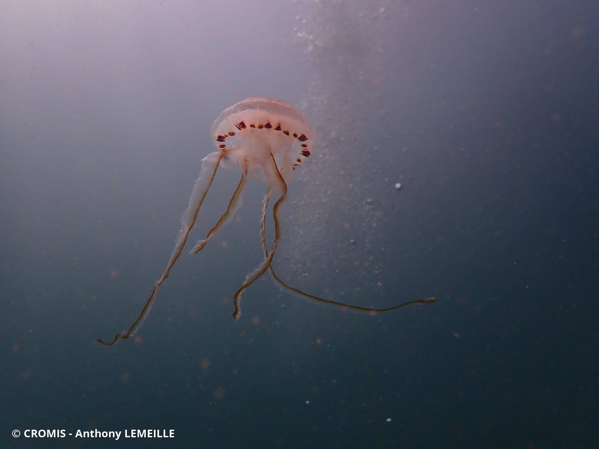Méduse rayonnée