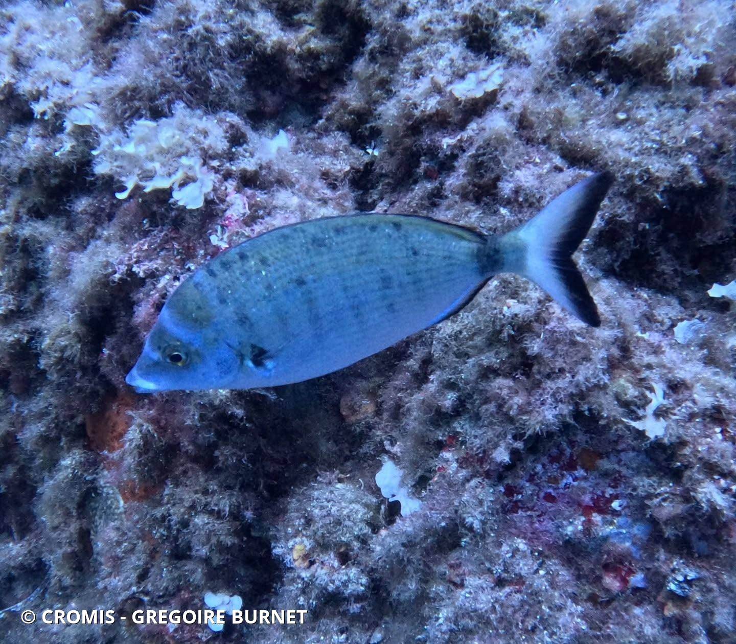 Sar commun de Méditerranée