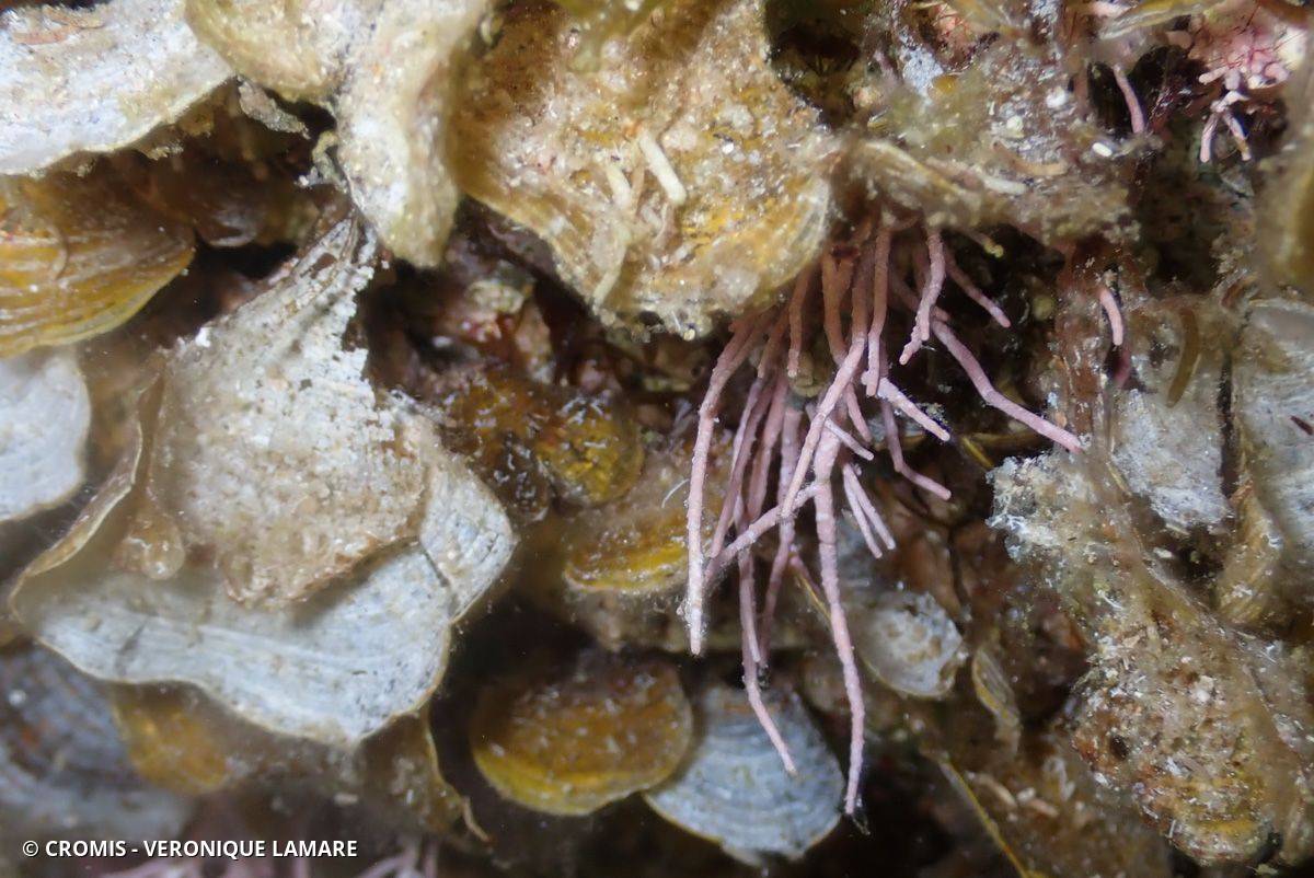 Amphiroa rigide