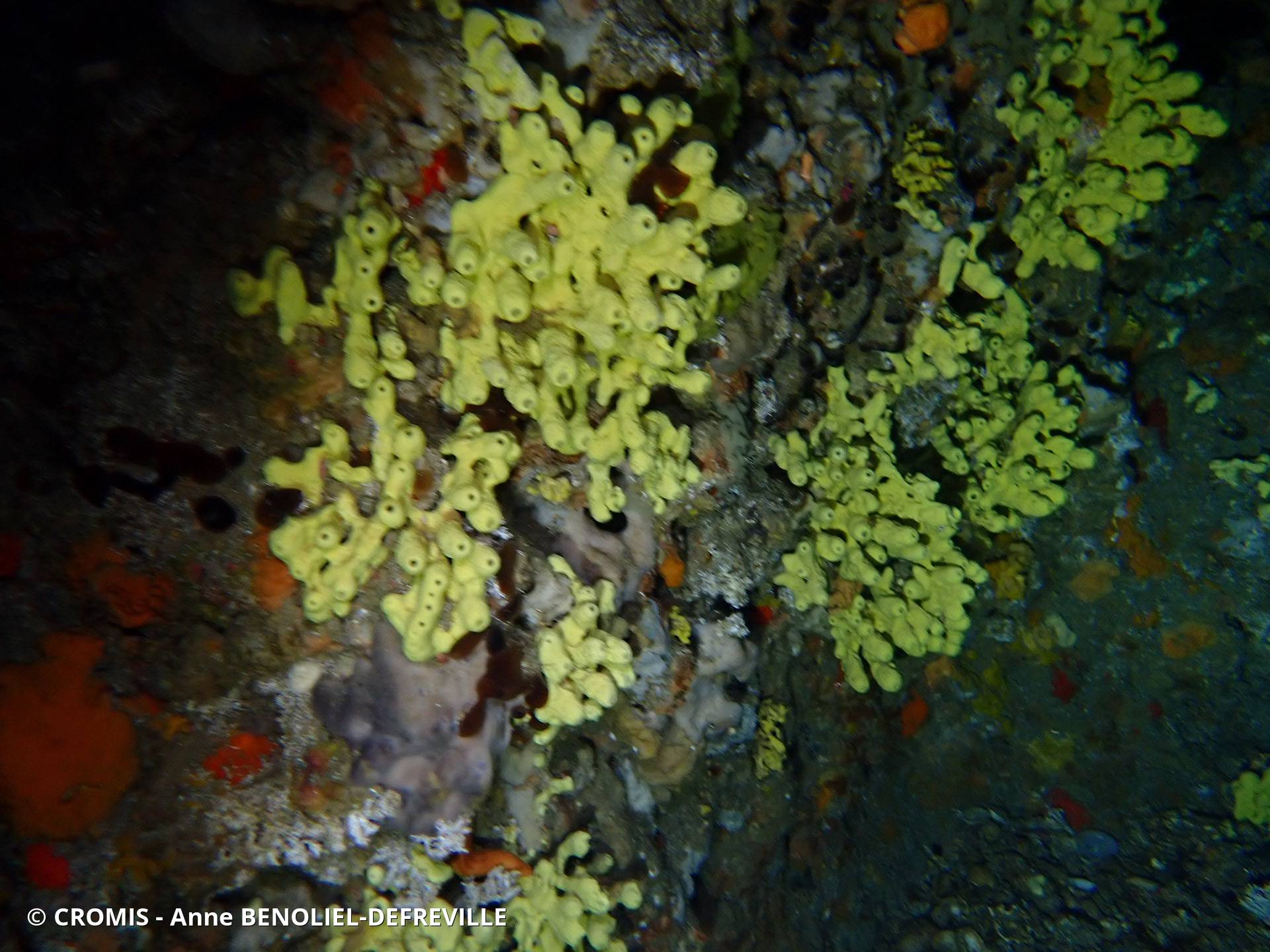 Eponge cavernicole jaune