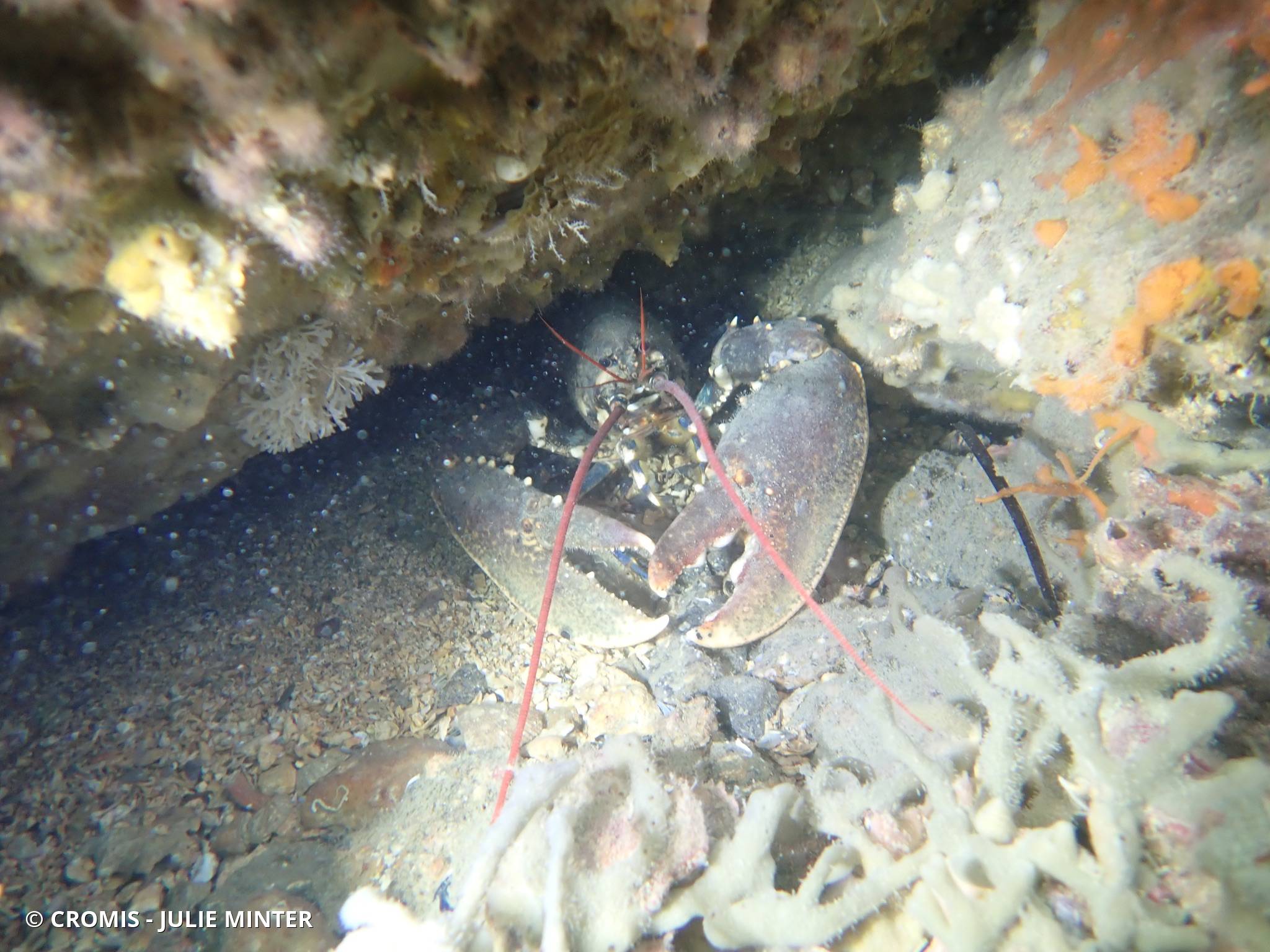 Homard européen