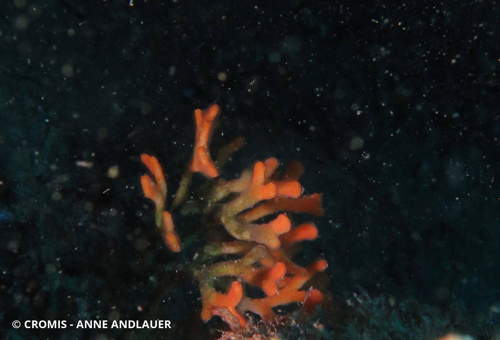 Photo 1 sur 25 : Bryozoaire bois de cerf