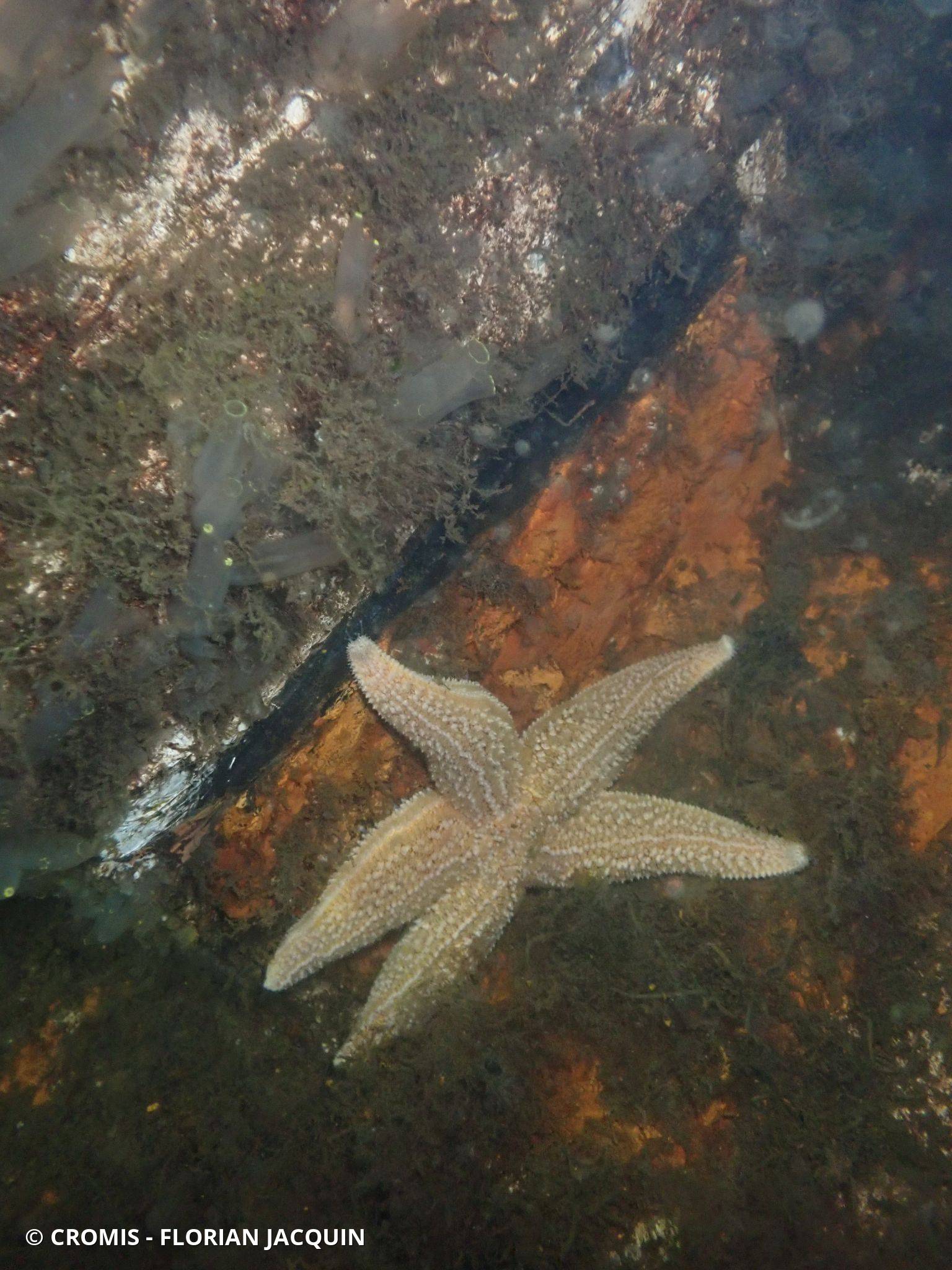 Étoile de mer commune