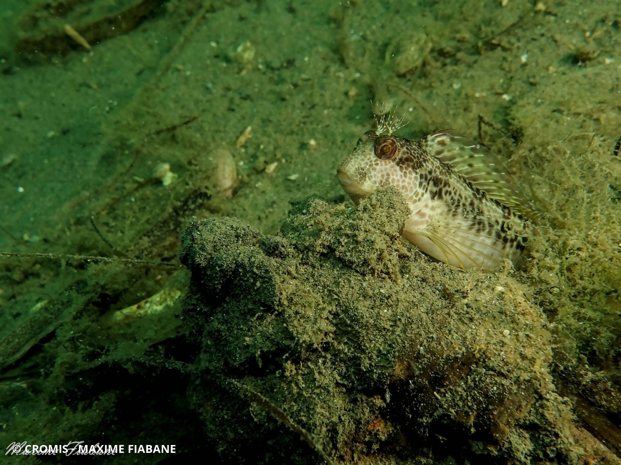 Photo 1 sur 70 : Blennie pilicorne