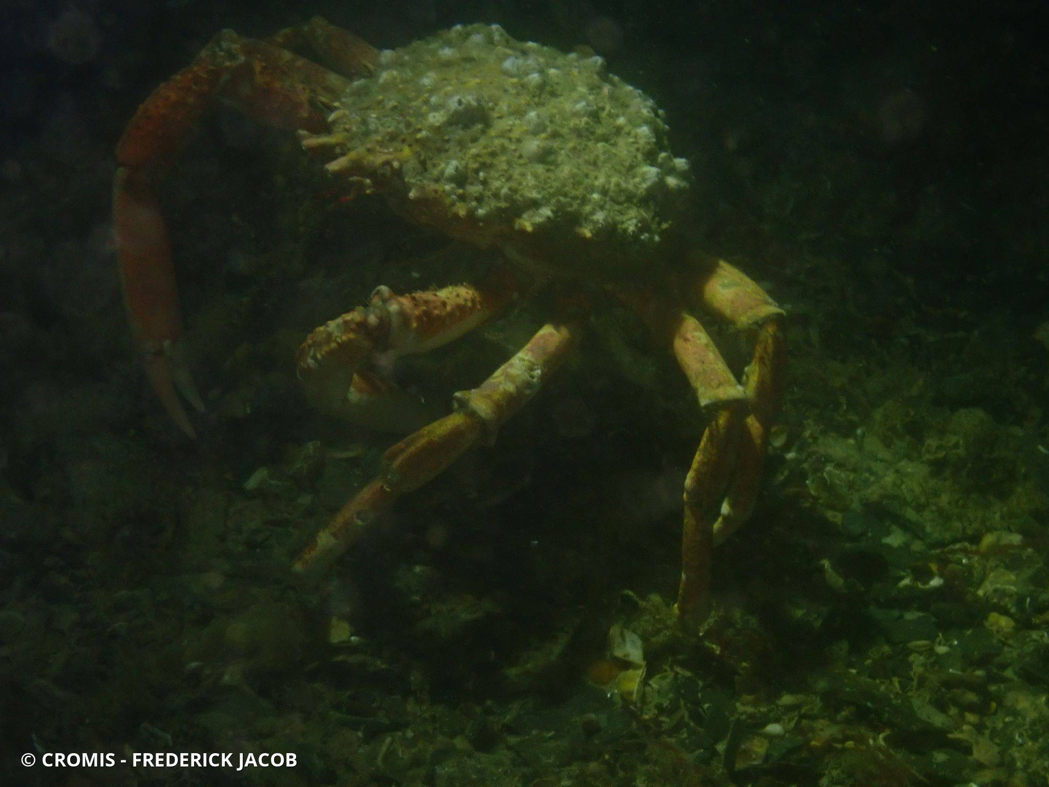 Araignée de mer Atlantique