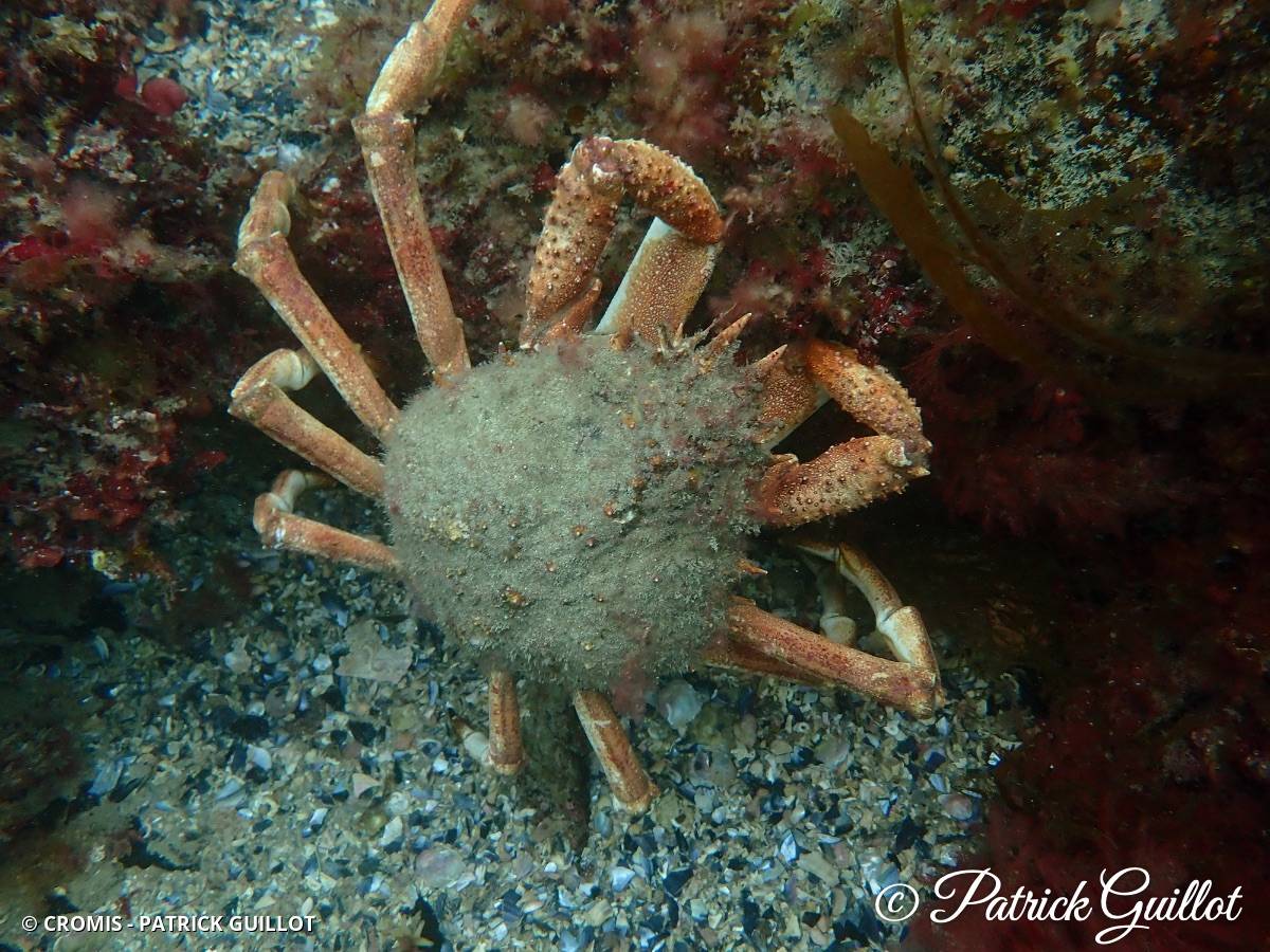 Araignée de mer Atlantique