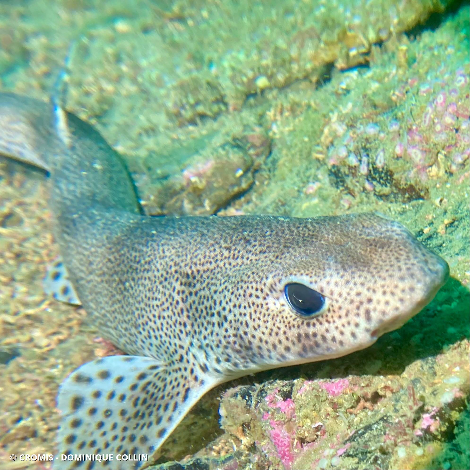 Petite roussette