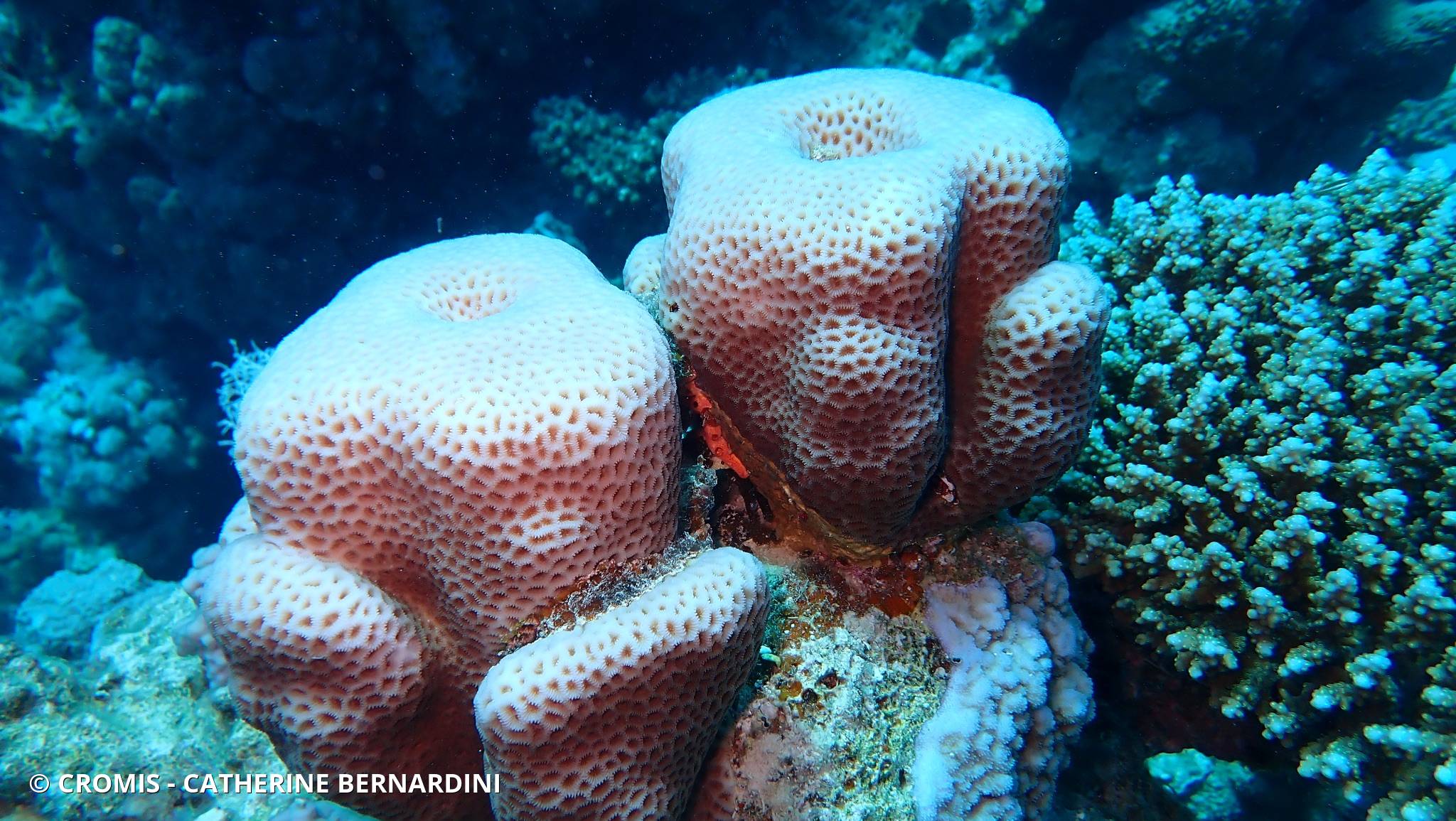 Corail d'Edwards