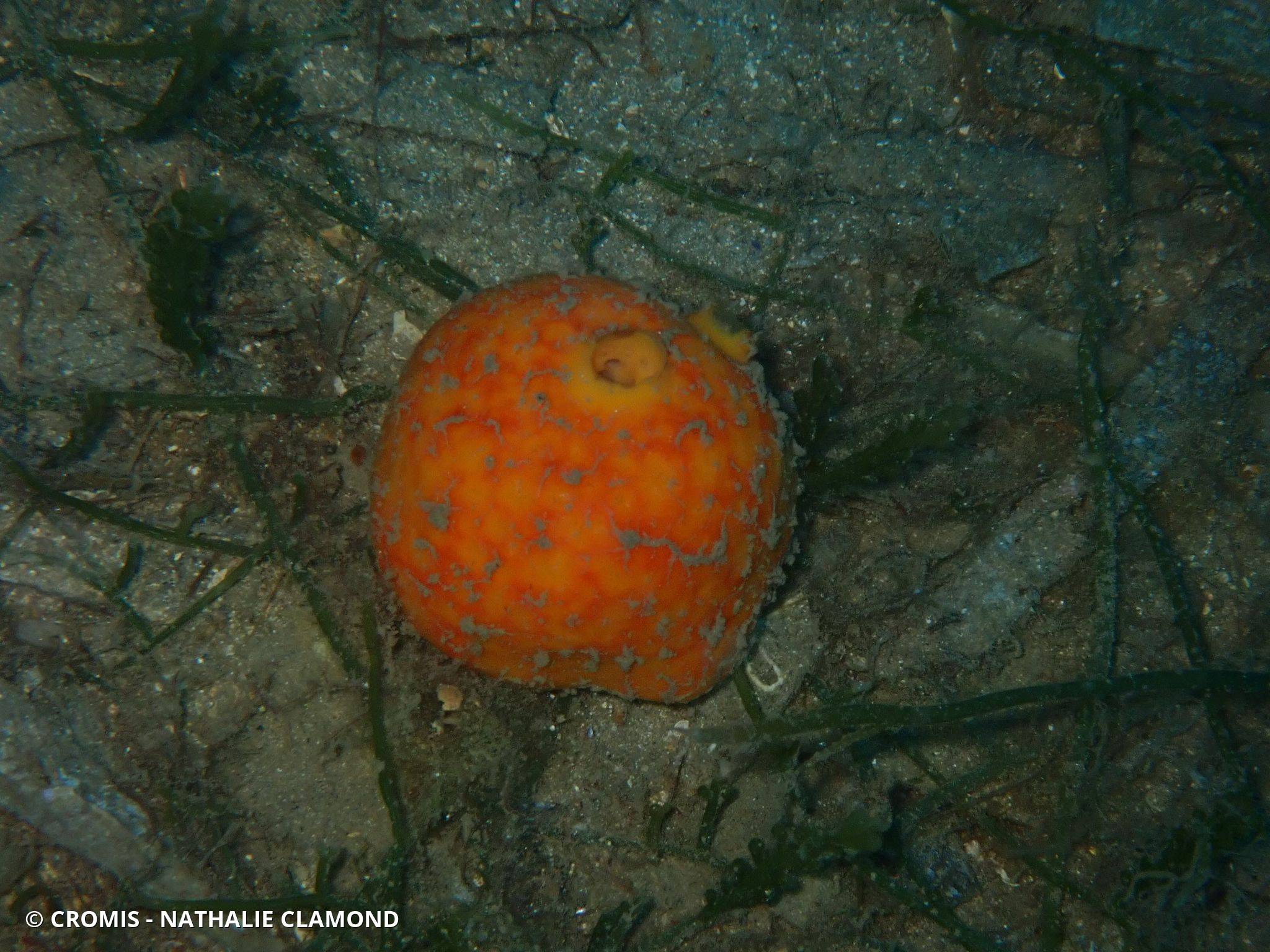 Orange de mer de Méditerranée