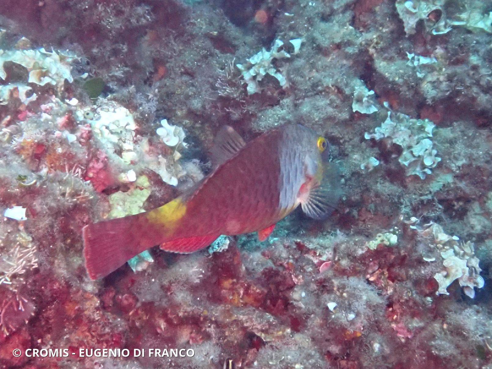 Poisson-perroquet méditerranéen
