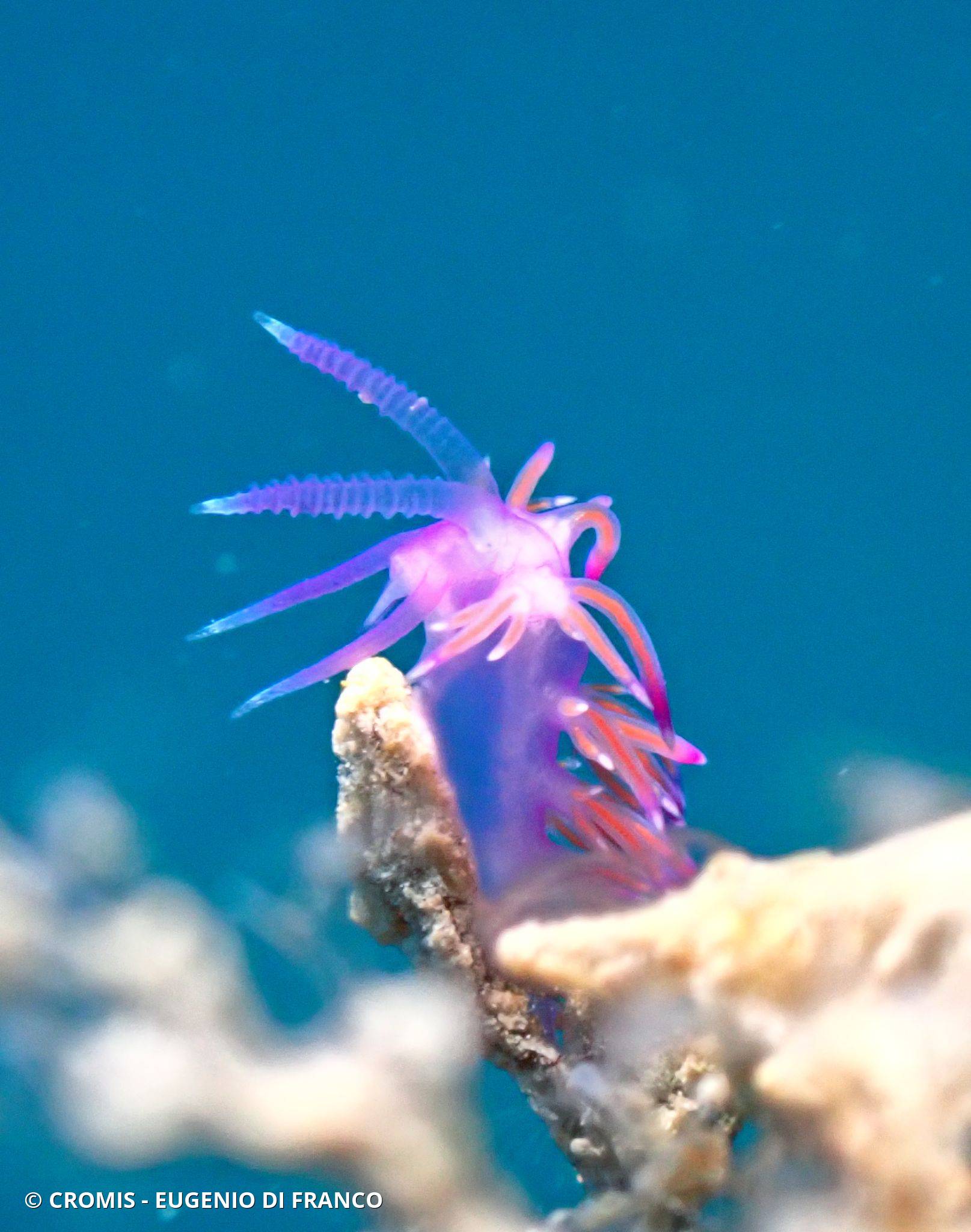 Flabelline mauve