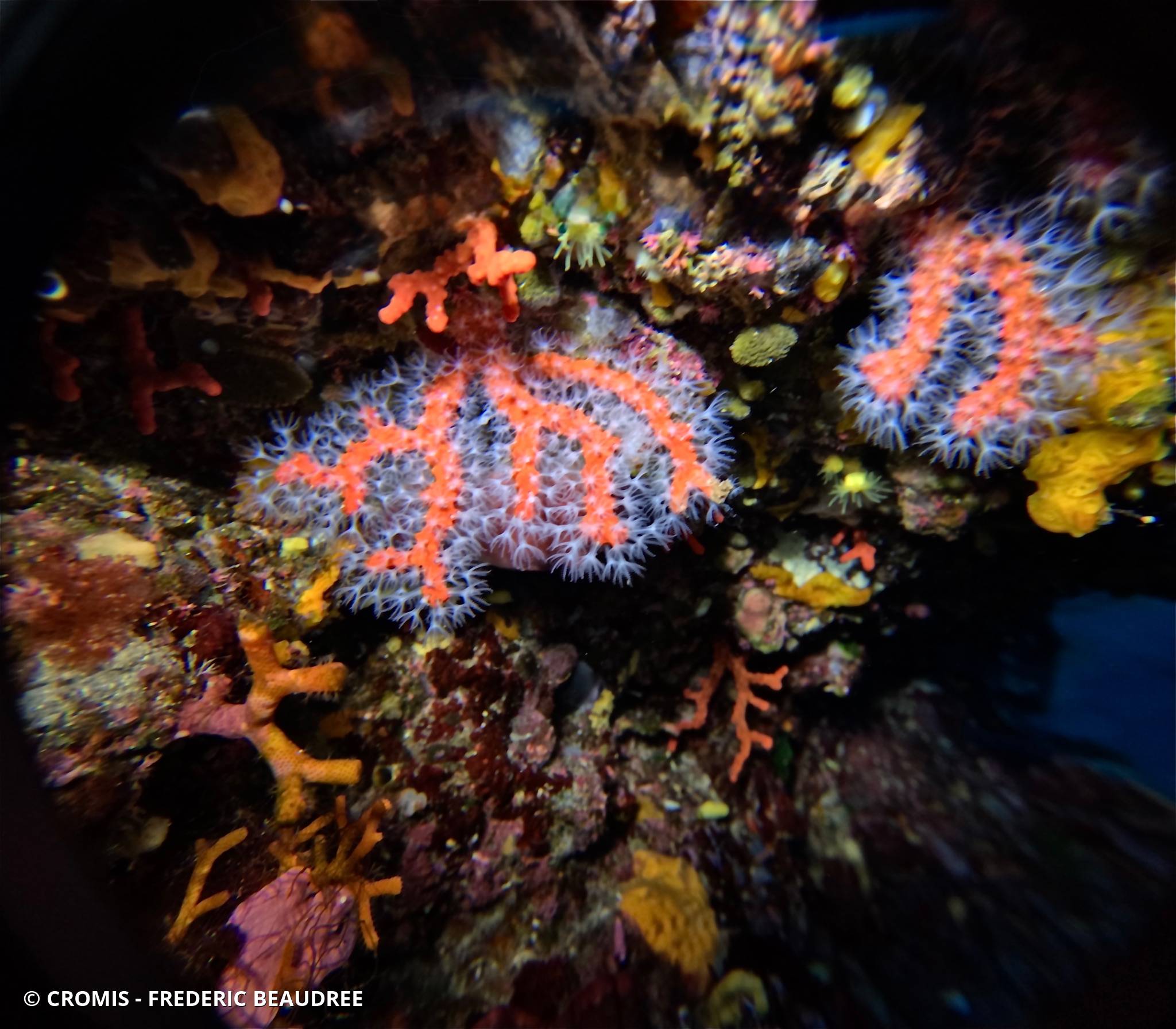 Corail rouge de Méditerranée