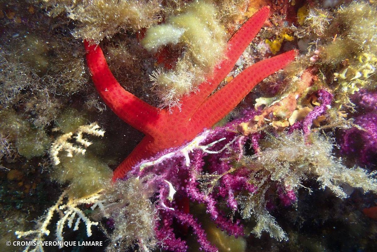 Photo 4 sur 144 : Etoile de mer lisse