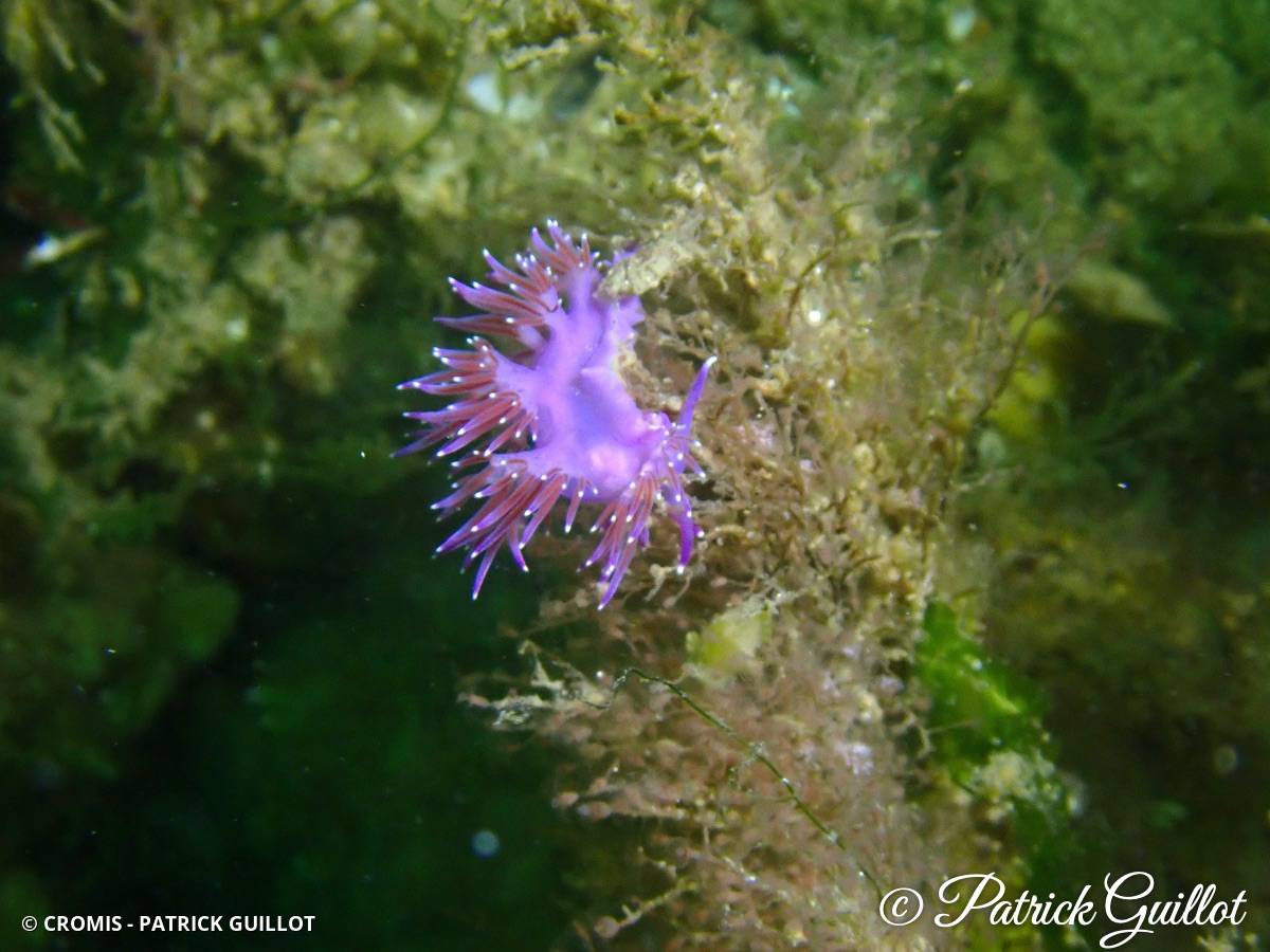 Coryphelle mauve