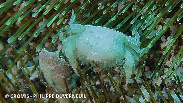 Crabe pois des spatangues