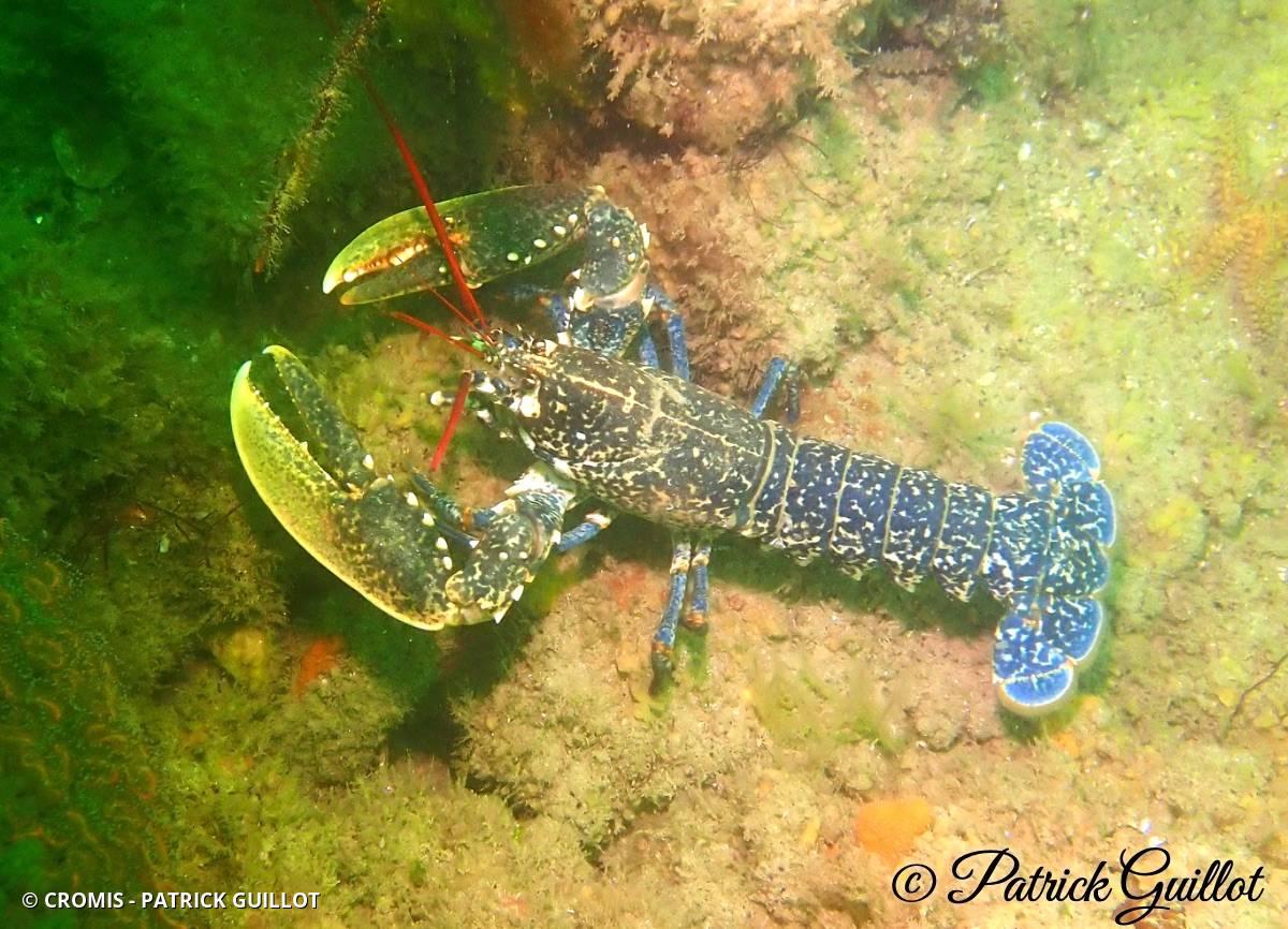 Homard européen