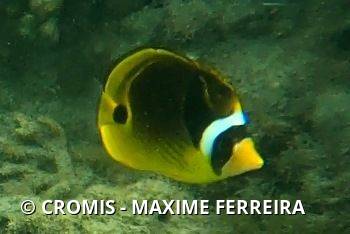 Poisson-papillon raton laveur