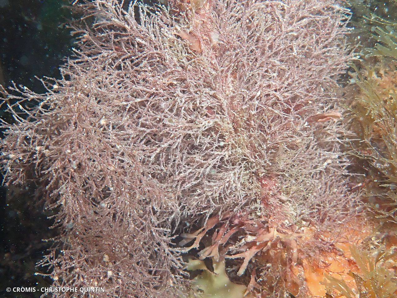 Hydraire chevelu