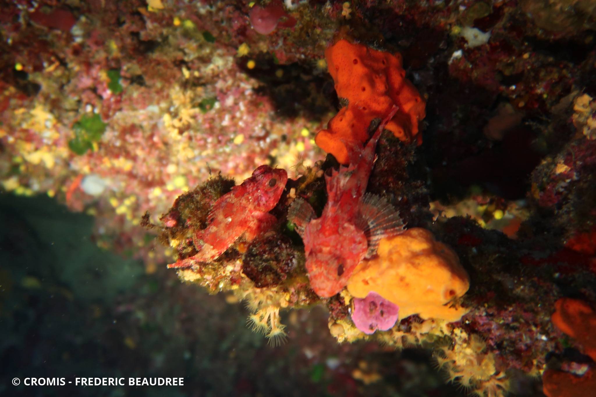 Petite rascasse rouge
