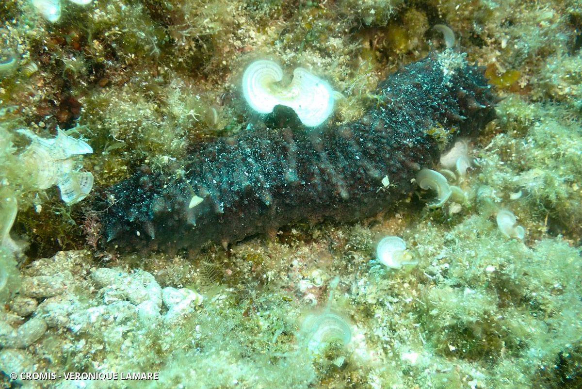 Holothurie tubuleuse