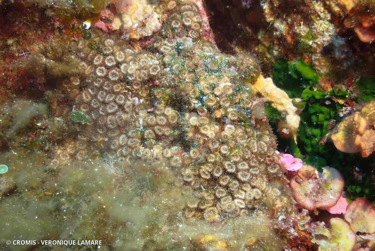 Cladocore en touffe