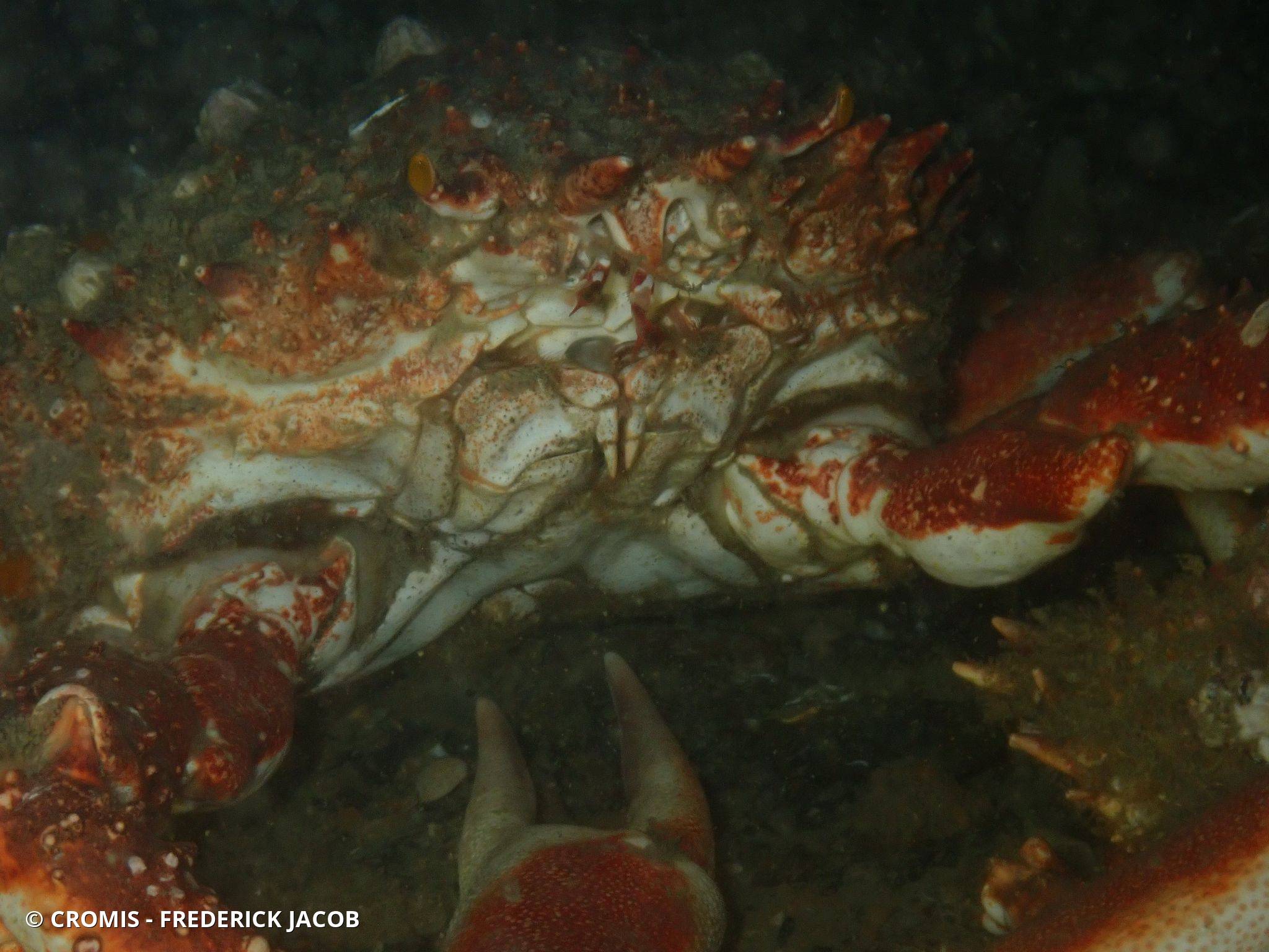 Araignée de mer Atlantique