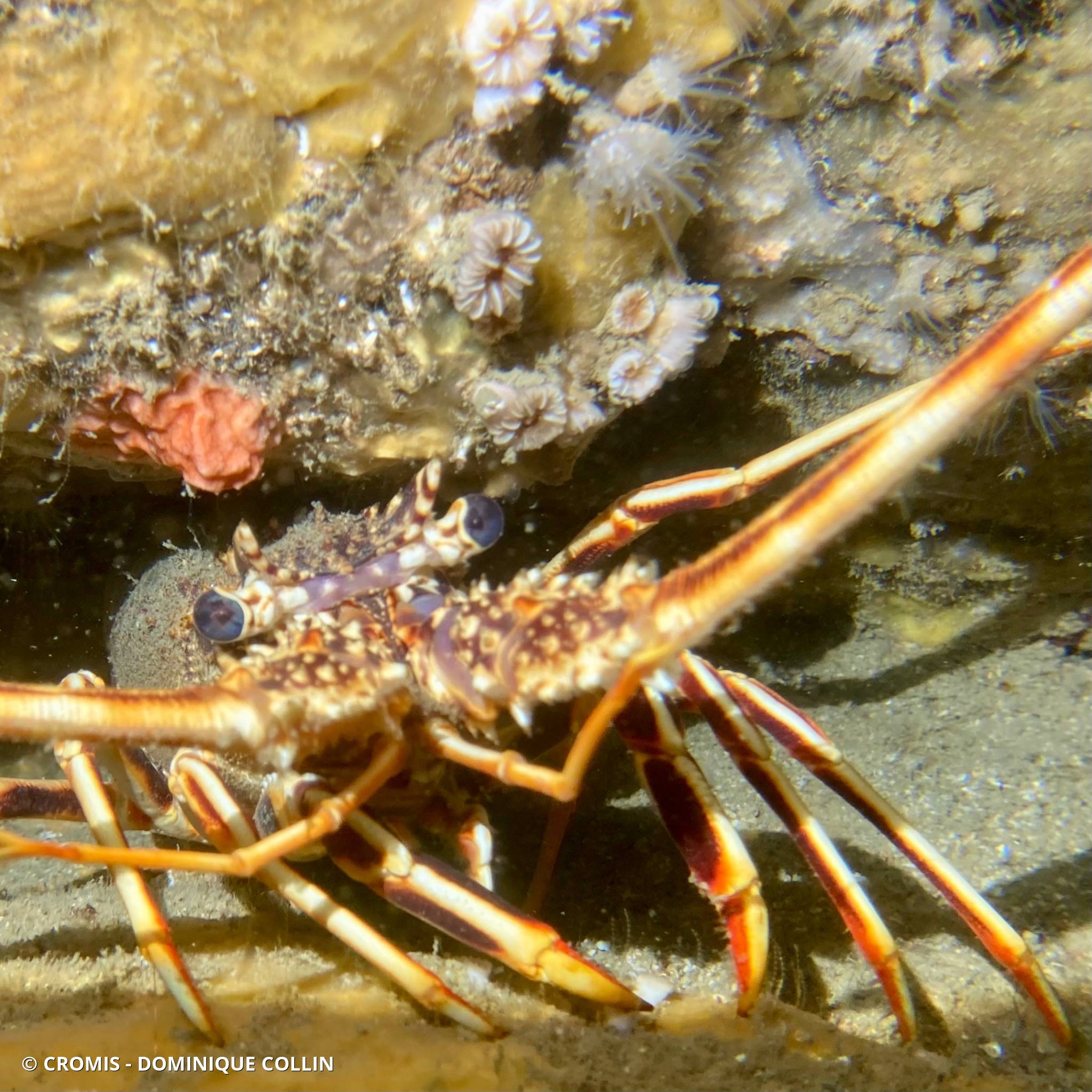Langouste rouge