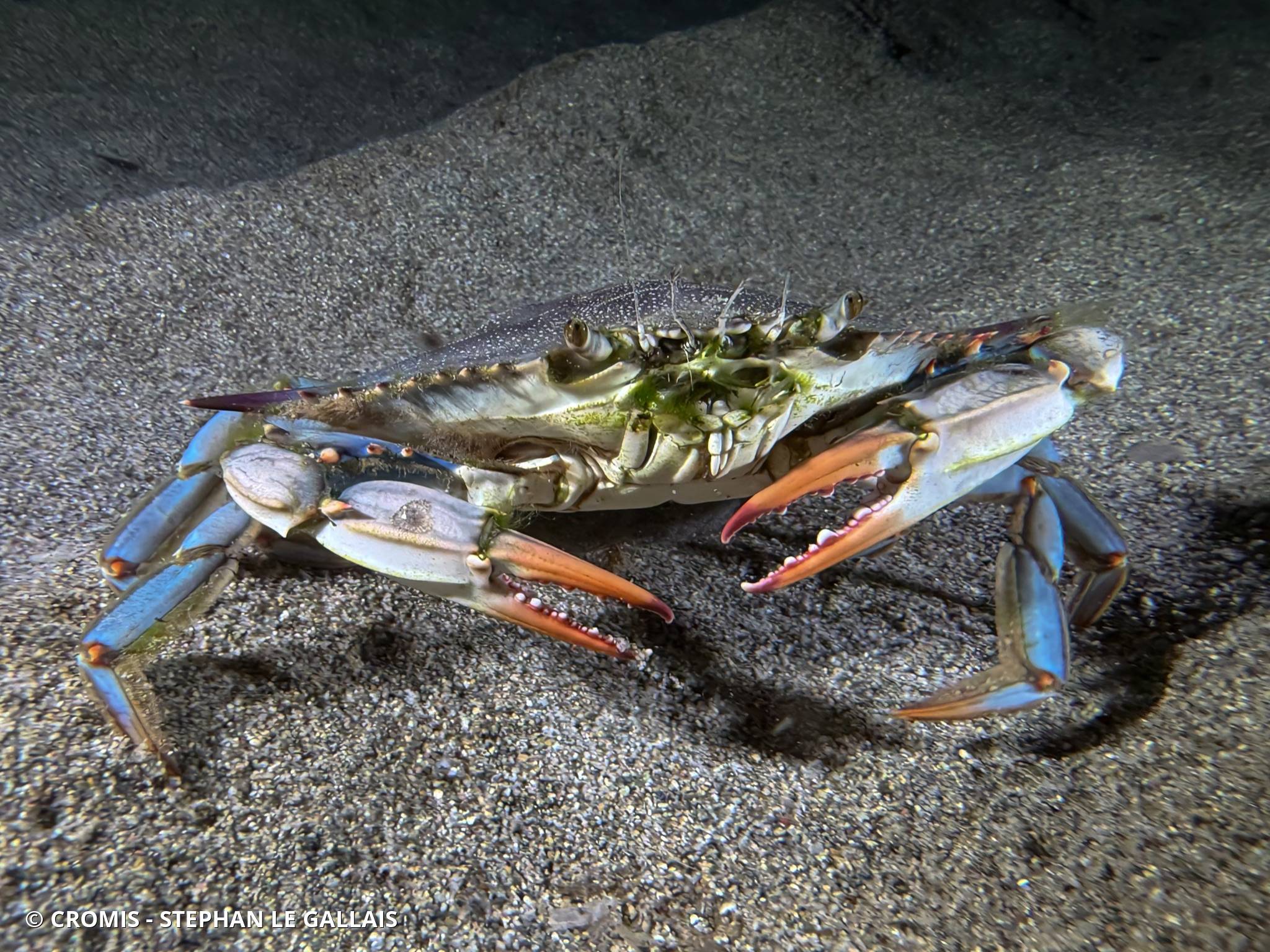 Crabe bleu américain